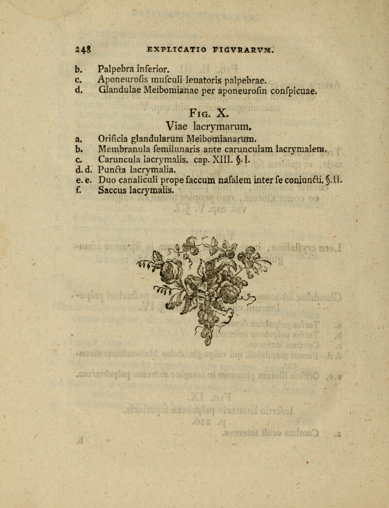 b. Palpebra inferior. c. Aponeurofis mufculi leuatoris palpebrae. d. GJandulae Meibomianae per aponeurofin confpicuae. Fig. X- Viae lacrymarurru a. Orificia glandularum Meibomianarum. b* Membranula femilunaris ante carunculam lacrymalem. c. Caruncula lacrymalis. cap. XIII. §.I. d.d. Punfta lacrymalia. e. e. Duo canaliculi prope faccum nafalem inter fe conjunfti. §,11. f. Saccus lacrymalis.