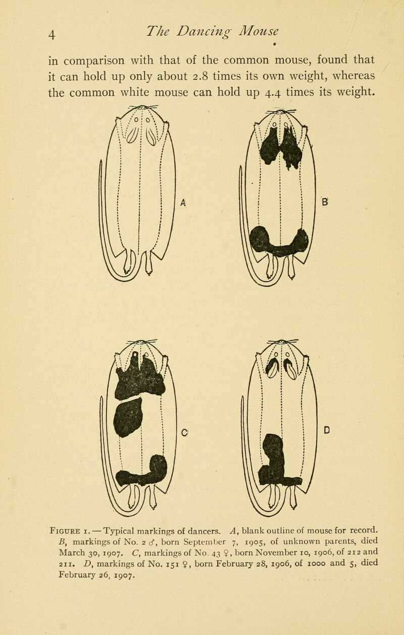 in comparison with that of the common mouse, found that it can hold up only about 2.8 times its own weight, whereas the common white mouse can hold up 4.4 times its weight. B Figure i. — Typical markings of dancers. A, blank outline of mouse for record. 5, markings of No. 2 cT, born September 7, 1905, of unknown parents, died March 30, 1907. C, markings of No. 43 ?, born November 10, 1906, of 212 and 211. D, markings of No. 151 ?, born February 28, 1906, of 1000 and 5, died