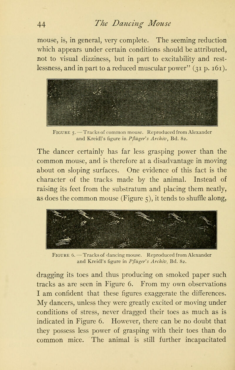 mouse, is, in general, very complete. The seeming reduction which appears under certain conditions should be attributed, not to visual dizziness, but in part to excitability and rest- lessness, and in part to a reduced muscular power (31 p. i6i). Figure 5. — Tracks of common mouse. Reproduced from Alexander and Kreidl's figure in Pfiuger''s Archiv, Bd. 82. The dancer certainly has far less grasping power than the common mouse, and is therefore at a disadvantage in moving about on sloping surfaces. One evidence of this fact is the character of the tracks made by the animal. Instead of raising its feet from the substratum and placing them neatly, as does the common mouse (Figure 5), it tends to shuffle along, Figure 6.—• Tracks of dancing mouse. Reproduced from Alexander and Kreidl's figure in Pflilger's Archiv, Bd. 82. dragging its toes and thus producing on smoked paper such tracks as are seen in Figure 6. From my own observations I am confident that these figures exaggerate the differences. My dancers, unless they were greatly excited or moving under conditions of stress, never dragged their toes as much as is indicated in Figure 6. However, there can be no doubt that they possess less power of grasping with their toes than do common mice. The animal is still further incapacitated