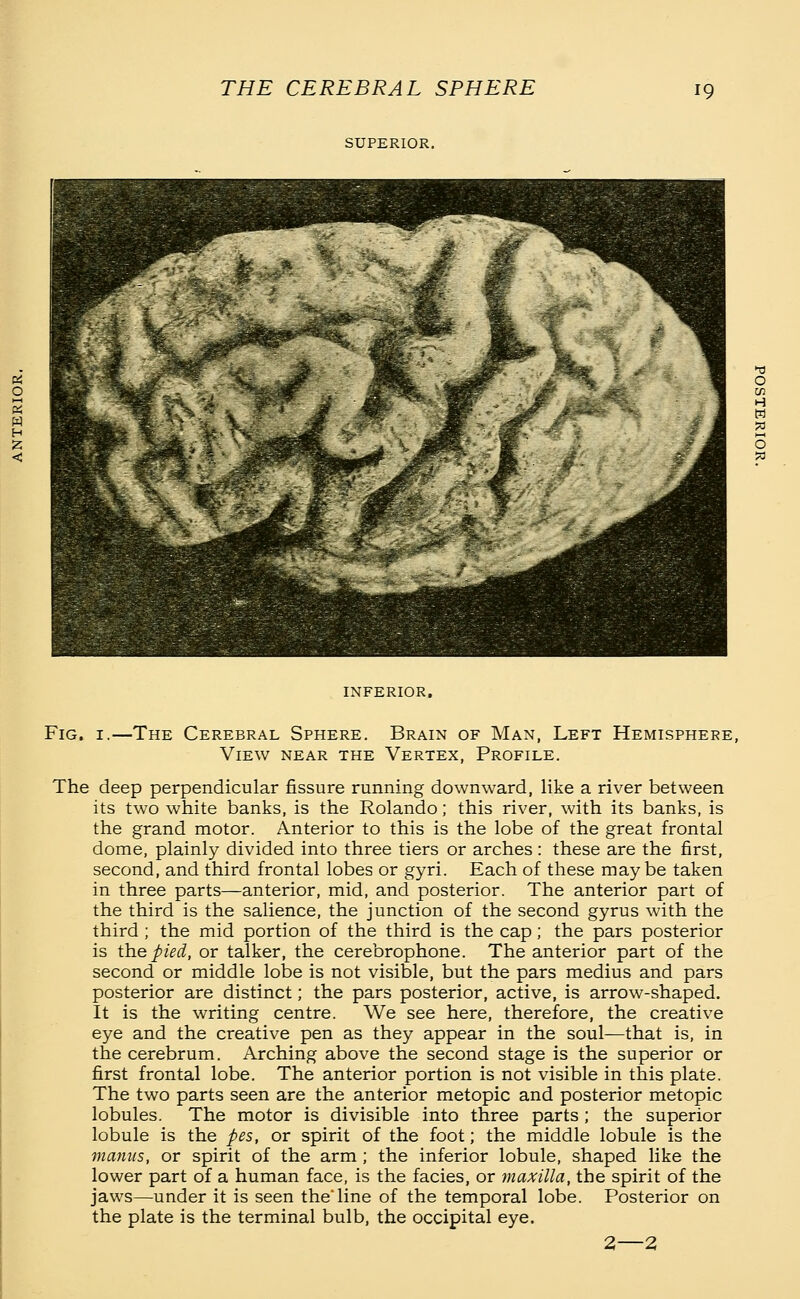 SUPERIOR. INFERIOR. Fig. i.—The Cerebral Sphere. Brain of Man, Left Hemisphere, View near the Vertex, Profile. The deep perpendicular fissure running downward, like a river between its two white banks, is the Rolando; this river, with its banks, is the grand motor. Anterior to this is the lobe of the great frontal dome, plainly divided into three tiers or arches : these are the first, second, and third frontal lobes or gyri. Each of these maybe taken in three parts—anterior, mid, and posterior. The anterior part of the third is the salience, the junction of the second gyrus with the third ; the mid portion of the third is the cap; the pars posterior is the pied, or talker, the cerebrophone. The anterior part of the second or middle lobe is not visible, but the pars medius and pars posterior are distinct; the pars posterior, active, is arrow-shaped. It is the writing centre. We see here, therefore, the creative eye and the creative pen as they appear in the soul—that is, in the cerebrum. Arching above the second stage is the superior or first frontal lobe. The anterior portion is not visible in this plate. The two parts seen are the anterior metopic and posterior metopic lobules. The motor is divisible into three parts ; the superior lobule is the pes, or spirit of the foot; the middle lobule is the manus, or spirit of the arm; the inferior lobule, shaped like the lower part of a human face, is the facies, or maxilla, the spirit of the jaws—under it is seen the'line of the temporal lobe. Posterior on the plate is the terminal bulb, the occipital eye. 2—2