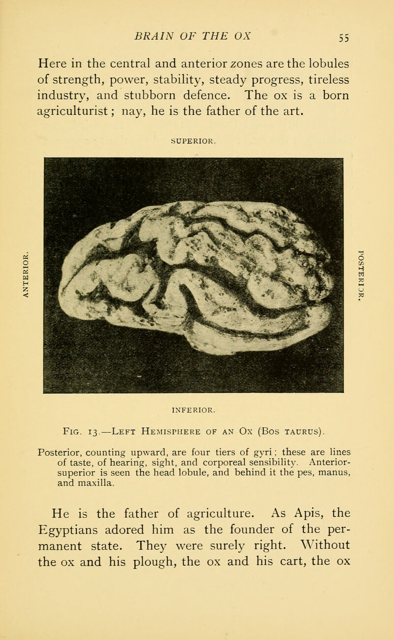 Here in the central and anterior zones are the lobules of strength, power, stability, steady progress, tireless industry, and stubborn defence. The ox is a born agriculturist; nay, he is the father of the art. SUPERIOR. inferior. Fig. 13.—Left Hemisphere of an Ox (Bos taurus). Posterior, counting upward, are four tiers of gyri; these are lines of taste, of hearing, sight, and corporeal sensibility. Anterior- superior is seen the head lobule, and behind it the pes, manus, and maxilla. He is the father of agriculture. As Apis, the Egyptians adored him as the founder of the per- manent state. They were surely right. Without the ox and his plough, the ox and his cart, the ox