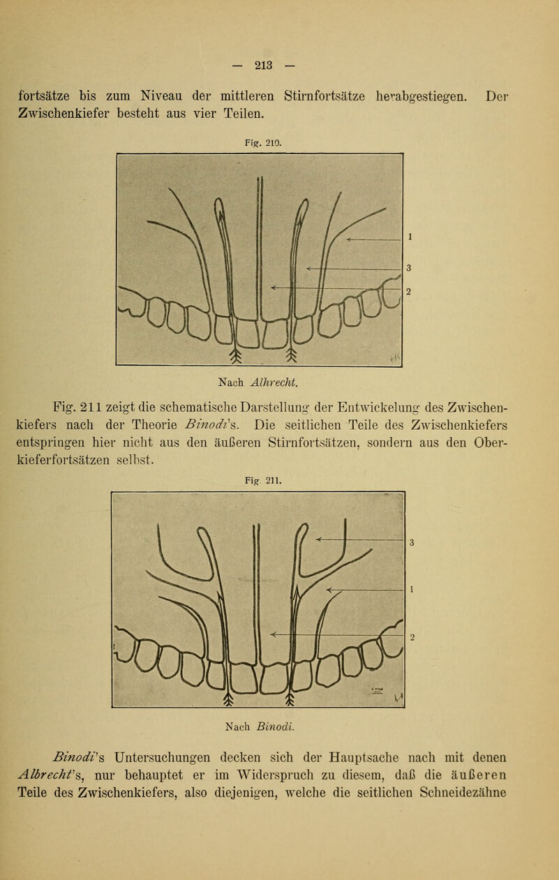 fortsätze bis zum Niveau der mittleren Zwischenkiefer besteht aus vier Teilen. Stirnfortsätze herabgestiegen. Der Figf. 210. Nach Alhrecht. Fig. 211 zeigt die schematische Darstellung der Entwickelung des Zwischen- kiefers nach der Theorie Binodi\. Die seitlichen Teile des Zwischenkiefers entspringen hier nicht aus den äußeren Stirnfortsätzen, sondern aus den Ober- kieferfortsätzen selbst. Fig '. 211. V J ' , 41 h- Nach Binodi. Binodt's Untersuchungen decken sich der Hauptsache nach mit denen Albrechf^^ nur behauptet er im Widerspruch zu diesem, daß die äußeren Teile des Zwischenkiefers, also diejenigen, welche die seitlichen Schneidezähne