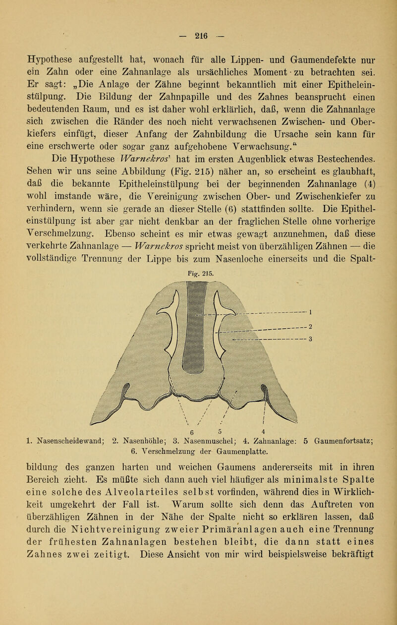 Hypothese aufgestellt hat, wonach für alle Lippen- und Gaumendefekte nur ein Zahn oder eine Zahnanlage als ursächliches Moment • zu betrachten sei. Er sagt: „Die Anlage der Zähne beginnt bekanntlich mit einer Epithelein- stülpung. Die Bildung der Zahnpapille und des Zahnes beansprucht einen bedeutenden Raum, und es ist daher wohl erklärlich, daß, wenn die Zahnanlage sich zwischen die Ränder des noch nicht verwachsenen Zwischen- und Ober- kiefers einfügt, dieser Anfang der Zahnbildung die Ursache sein kann für eine erschwerte oder sogar ganz aufgehobene Verwachsung. Die Hypothese Warnekros' hat im ersten Augenblick etwas Bestechendes. Sehen wir uns seine Abbildung (Fig. 215) näher an, so erscheint es glaubhaft, daß die bekannte Epitheleinstülpung bei der beginnenden Zahnanlage (4) wohl imstande wäre, die Vereinigung zwischen Ober- und Zwischenkiefer zu verhindern, wenn sie gerade an dieser Stelle (6) stattfinden sollte. Die Epithel- einstülpung ist aber gar nicht denkbar an der fraglichen Stelle ohne vorherige Verschmelzung. Ebenso scheint es mir etwas gewagt anzunehmen, daß diese verkehrte Zahnanlage — Warnekros spricht meist von überzähligen Zähnen — die vollständige Trennung der Lippe bis zum Nasenloche einerseits und die Spalt- Fi^. 215. 1. Nasenscheide wand; 6 5 4 2. Nasenhöhle; 3. Nasenmuschel; 4. Zahnanlage; 5 Gaumenfortsatz; 6. Verschmelzung- der Gaumenplatte. bildung des ganzen harten und weichen Gaumens andererseits mit in ihren Bereich zieht. Es müßte sich dann auch viel häufiger als minimalste Spalte eine solche des Alveolarteiles selbst vorfinden, während dies in Wirklich- keit umgekehrt der Fall ist. Warum sollte sich denn das Auftreten von überzähligen Zähnen in der Nähe der Spalte nicht so erklären lassen, daß durch die NichtVereinigung zweier Primäranlagen auch eine Trennung der frühesten Zahnanlagen bestehen bleibt, die dann statt eines Zahnes zwei zeitigt. Diese Ansicht von mir wird beispielsweise bekräftigt