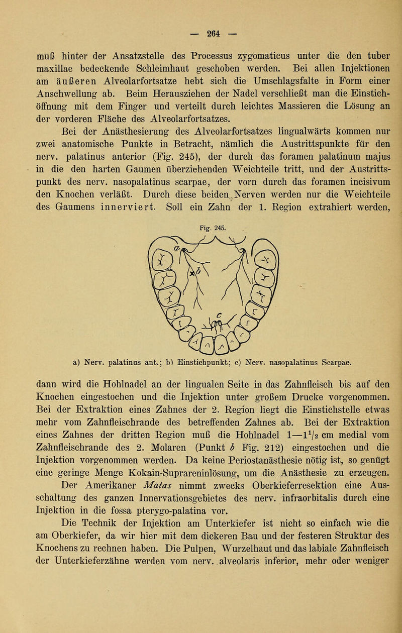 muß hinter der Ansatzstelle des Processus zygomaticus unter die den tuber maxillae bedeckende Schleimhaut geschoben werden. Bei allen Injektionen am äußeren Alveolarfortsatze hebt sich die Umschlagsfalte in Form einer Anschwellung ab. Beim Herausziehen der Nadel verschließt man die Einstich- öffnung mit dem Finger und verteilt durch leichtes Massieren die Lösung an der vorderen Fläche des Alveolarfortsatzes. Bei der Anästhesierung des Alveolarfortsatzes lingualwärts kommen nur zwei anatomische Punkte in Betracht, nämlich die Austrittspunkte für den nerv, palatinus anterior (Fig. 245), der durch das foramen palatinum majus in die den harten Gaumen überziehenden Weichteile tritt, und der Austritts- punkt des nerv, nasopalatinus scarpae, der vorn durch das foramen incisivum den Knochen verläßt. Durch diese beiden, Nerven werden nur die Weichteile des Gaumens innerviert. Soll ein Zahn der 1. Region extrahiert werden, Fig. 245. a) Nerv, palatinas ant.; b) Binstichpunkt; c) Nerv, nasopalatinus Scarpae. dann wird die Hohlnadel an der lingualen Seite in das Zahnfleisch bis auf den Knochen eingestochen und die Injektion unter großem Drucke vorgenommen. Bei der Extraktion eines Zahnes der 2. Region liegt die Einstichstelle etwas mehr vom Zahnfleischrande des betreffenden Zahnes ab. Bei der Extraktion eines Zahnes der dritten Region muß die Hohlnadel 1—1^/2 cm medial vom Zahnfleischrande des 2. Molaren (Punkt b Fig. 212) eingestochen und die Injektion vorgenommen werden. Da keine Periostanästhesie nötig ist, so genügt eine geringe Menge Kokain-Suprareninlösung, um die Anästhesie zu erzeugen. Der Amerikaner Matas nimmt zwecks Oberkieferresektion eine Aus- schaltung des ganzen Innervationsgebietes des nerv, infraorbitalis durch eine Injektion in die fossa pterygo-palatina vor. Die Technik der Injektion am Unterkiefer ist nicht so einfach wie die am Oberkiefer, da wir hier mit dem dickeren Bau und der festeren Struktur des Knochens zu rechnen haben. Die Pulpen, Wurzelhaut und das labiale Zahnfleisch der Unterkieferzähne werden vom nerv, alveolaris inferior, mehr oder weniger