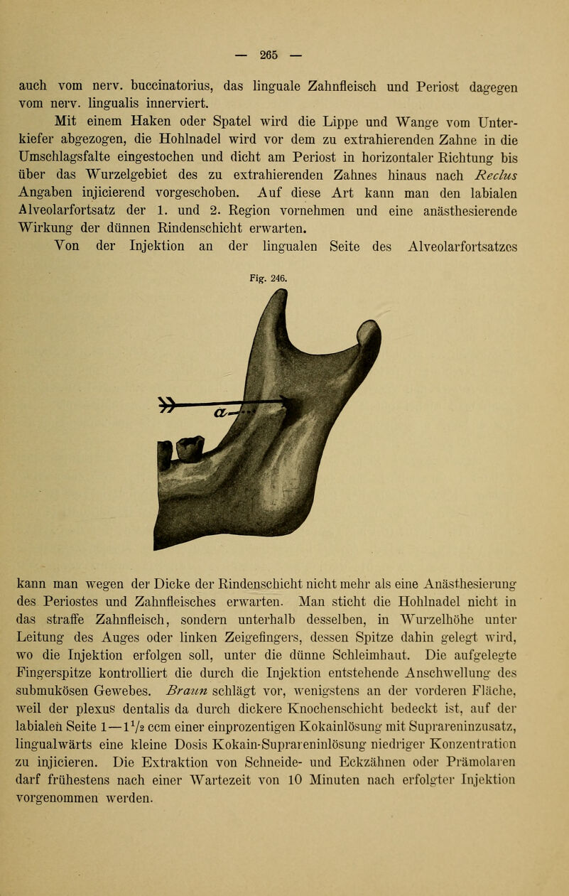 auch vom nerv, buccinatorius, das linguale Zahnfleisch und Periost dagegen vom nerv, lingualis innerviert. Mit einem Haken oder Spatel wird die Lippe und Wange vom Unter- kiefer abgezogen, die Hohlnadel wird vor dem zu extrahierenden Zahne in die ümschlagsfalte eingestochen und dicht am Periost in horizontaler Richtung bis über das Wurzelgebiet des zu extrahierenden Zahnes hinaus nach Reclus Angaben injicierend vorgeschoben. Auf diese Art kann man den labialen Alveolarfortsatz der 1. und 2. Region vornehmen und eine anästhesierende Wirkung der dünnen Rindenschicht erwarten. Yon der Injektion an der lingualen Seite des Alveolarfortsatzos Fig. 246. kann man wegen der Dicke der Rindenschicht nicht mehr als eine Anästhesierung des Periostes und Zahnfleisches erwarten. Man sticht die Hohlnadel nicht in das straffe Zahnfleisch, sondern unterhalb desselben, in Wurzelhöhe unter Leitung des Auges oder linken Zeigefingers, dessen Spitze dahin gelegt wird, wo die Injektion erfolgen soll, unter die dünne Schleimhaut. Die aufgelegte Fingerspitze kontrolliert die durch die Injektion entstehende Anschwellung des submukösen Gewebes. Braun schlägt vor, wenigstens an der vorderen Fläche, weil der plexus dentalis da durch dickere Knochenschicht bedeckt ist, auf der labialen Seite 1—1V2 ccm einer einprozentigen Kokainlösung mit Suprareninzusatz, lingualwärts eine kleine Dosis Kokain-Suprareninlösung niedriger Konzentration zu injicieren. Die Extraktion von Schneide- und Eckzähnen oder Prämolaren darf frühestens nach einer Wartezeit von 10 Minuten nach erfolgter Injektion vorgenommen werden.