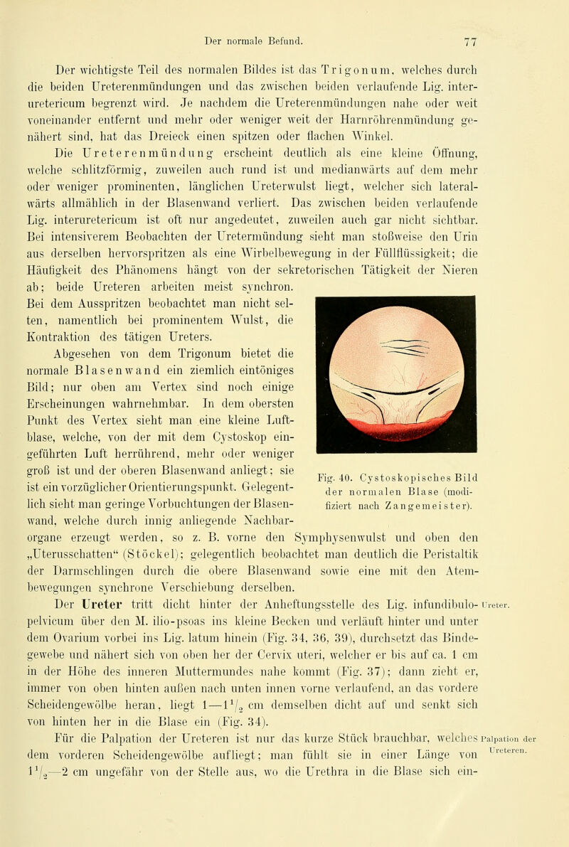 Der wichtigste Teil des normalen Bildes ist das Trigonum, welches durch die beiden Ureterenmündungen und das zwischen beiden verlaufende Lig. inter- uretericum begrenzt wird. Je nachdem die Ureterenmündungen nahe oder weit voneinander entfernt und mehr oder weniger weit der Harnröhrenmündung ge- nähert sind, hat das Dreieck einen spitzen oder flachen Winkel. Die Ureterenmündung erscheint deutlich als eine kleine Öffnung, welche schlitzförmig, zuweilen auch rund ist und medianwärts auf dem mehr oder weniger prominenten, länglichen Ureterwulst liegt, welcher sich lateral- wärts allmählich in der Blasenwand verliert. Das zwischen beiden verlaufende Lig. interuretericum ist oft nur angedeutet, zuweilen auch gar nicht sichtbar. Bei intensiverem Beobachten der Uretermündung sieht man stoßweise den Urin aus derselben hervorspritzen als eine Wirbelbewegung in der Füllflüssigkeit; die Häufigkeit des Phänomens hängt von der sekretorischen Tätigkeit der Nieren ab; beide Ureteren arbeiten meist synchron. Bei dem Ausspritzen beobachtet man nicht sel- ten, namentlich bei prominentem Wulst, die Kontraktion des tätigen Ureters. Abgesehen von dem Trigonum bietet die normale Blasenwand ein ziemlich eintöniges Bild; nur oben am Vertex sind noch einige Erscheinungen wahrnehmbar. In dem obersten Punkt des Vertex sieht man eine kleine Luft- blase, welche, von der mit dem Cystoskop ein- geführten Luft herrührend, mehr oder weniger groß ist und der oberen Blasenwand anliegt; sie ist ein vorzüglicher Orientierungspunkt. Gelegent- lich sieht man geringe Vorbuchtungen der Blasen- wand, welche durch innig anliegende Nachbar- organe erzeugt werden, so z. B. vorne den Symphysenwulst und oben den „Uterusschatten (Stöckel); gelegentlich beobachtet man deutlich die Peristaltik der Darmschlingen durch die obere Blasenwand sowie eine mit den Atem- bewegungen synchrone Verschiebung derselben. Der Ureter tritt dicht hinter der Anheftungsstelle des Lig. infundibulo- m-eter. pelvicum über den M. ilio-psoas ins kleine Becken und verläuft hinter und unter dem Ovarium vorbei ins Lig. latum hinein (Fig. 34, 36, 39), durchsetzt das Binde- gewebe und nähert sich von oben her der Cervix uteri, welcher er bis auf ca. 1 cm in der Höhe des inneren Muttermundes nahe kommt (Fig. 37); dann zieht er, immer von oben hinten außen nach unten innen vorne verlaufend, an das vordere Scheidengewölbe heran, liegt 1—l1/, cm demselben dicht auf und senkt sich von hinten her in die Blase ein (Fig. 34). Für die Palpation der Ureteren ist nur das kurze Stück brauchbar, welches Paipation der dem vorderen Scheidengewölbe aufliegt; man fühlt sie in einer Länge von Uretereu- VL—2 cm ungefähr von der Stelle aus, wo die Urethra in die Blase sich ein- Fig. 40. Cystoskopisches Bild der normalen Blase (modi- fiziert nach Zangemeister).