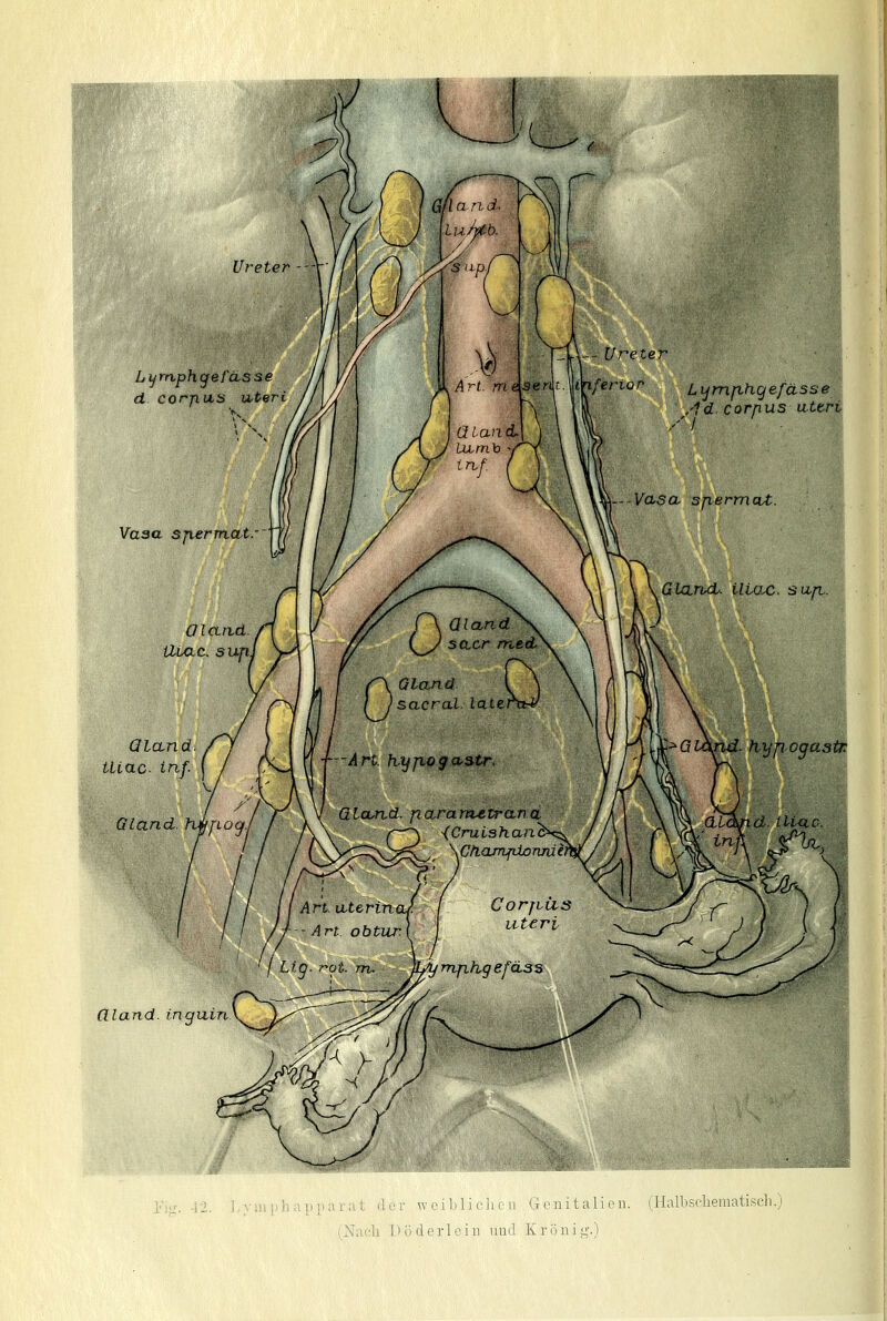 (lland. ingxxin iral der weiblichen . Genitalien. (Halbschematisch. (Nach D ö d e r 1 e i n und K r ö n i g.)