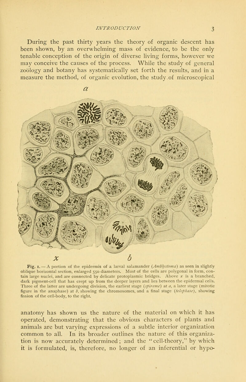 During the past thirty years the theory of organic descent has been shown, by an overwhelming mass of evidence, to be the only tenable conception of the origin of diverse living forms, however we may conceive the causes of the process. While the study of general zoology and botany has systematically set forth the results, and in a measure the method, of organic evolution, the study.of microscopical a Fig. I. — A portion of the epidermis of a larval salamander {Amblystomd) as seen in slightly oblique horizontal section, enlarged 550 diameters. Most of the cells are polygonal in form, con- tain large nuclei, and are connected by delicate protoplasmic bridges. Above at is a branched, dark pigment-cell that has crept up from the deeper layers and lies between the epidermal cells. Three of the latter are undergoing division, the earliest stage {spireme) at a, a later stage (mitotic figure in the anaphase) at b, showing the chromosomes, and a final stage {telophase), showing fission of the cell-body, to the right. anatomy has shown us the nature of the material on which it has operated, demonstrating that the obvious characters of plants and animals are but varying expressions of a subtle interior organization common to all. In its broader outlines the nature of this organiza- tion is now accurately determined; and the cell-theory, by which it is formulated, is, therefore, no longer of an inferential or hypo-