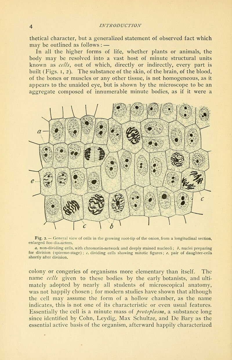 thetical character, but a generalized statement of observed fact which may be outlined as follows : — In all the higher forms of life, whether plants or animals, the body may be resolved into a vast host of minute structural units known as cells, out of which, directly or indirectly, every part is built (Figs. I, 2).. The substance of the skin, of the brain, of the blood, of the bones or muscles or any other tissue, is not homogeneous, as it appears to the unaided eye, but is shown by the microscope to be an aggregate composed of innumerable minute bodies, as if it were a Fig. 2. — General view of cells in the growing root-tip of the onion, from a longitudinal section, enlarged 800 diaiiieters. a. non-dividing cells, with chromatin-network and deeply stained nucleoli; b. nuclei preparing for division (spireme-stage) ; c. dividing cells showing mitotic figures; e. pair of daughter-cells shortly after division. colony or congeries of organisms more elementary than itself. The name cells given to these bodies by the early botanists, and ulti- mately adopted by nearly all students of microscopical anatomy, was not happily chosen ; for modern studies have shown that although the cell may assume the form of a hollow chamber, as the name indicates, this is not one of its characteristic or even usual features. Essentially the cell is a minute mass of protoplasfn, a substance long since identified by Cohn, Leydig, Max Schultze, and De Bary as the essential active basis of the organism, afterward happily characterized