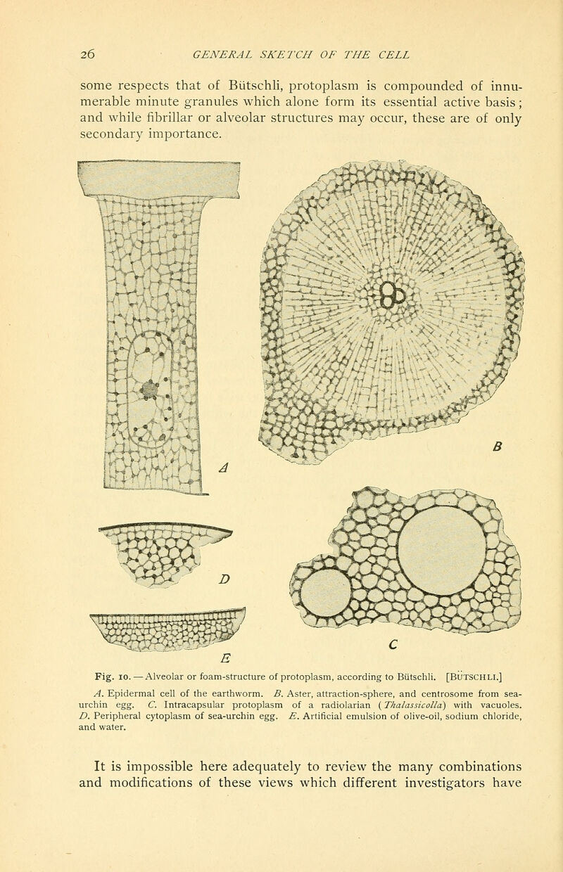 some respects that of Biitschli, protoplasm is compounded of innu- merable minute granules which alone form its essential active basis; and while fibrillar or alveolar structures may occur, these are of only- secondary importance. -^ri^^j Fig. 10. —Alveolar or foam-structure of protoplasm, according to Biitschli. [Butschli.] A. Epidermal cell of the earthworm. B. Aster, attraction-sphere, and centrosome from sea- urchin egg. C. Intracapsular protoplasm of a radiolarian {Thalassicolld) with vacuoles. D. Peripheral cytoplasm of sea-urchin egg. E. Artificial emulsion of olive-oil, sodium chloride, and water. It is impossible here adequately to review the many combinations and modifications of these views which different investigators have