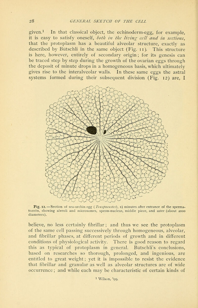 given.1 In that classical object, the echinoderm-egg, for example, it is easy to satisfy oneself, both in the living cell and in sections, that the protoplasm has a beautiful alveolar structure, exactly as described by Biitschh in the same object (Fig. ii). This structure is here, however, entirely of secondary origin; for its genesis can be traced step by step during the growth of the ovarian eggs through the deposit of minute drops in a homogeneous basis, which ultimately gives rise to the interalveolar walls. In these same eggs the astral systems formed during their subsequent division (Fig. 12) are, I Fig. 12. — Section of sea-urchin egg {Toxopneustes), li minutes after entrance of the sperma- tozoon, showing alveoli and microsomes, sperm-nucleus, middle piece, and aster (about 2000 diameters). believe, no less certainly fibrillar; and thus we see the protoplasm of the same cell passing successively through homogeneous, alveolar, and fibrillar phases, at different periods of growth and in different conditions of physiological activity. There is good reason to regard this as typical of protoplasm in general. Biitschli's conclusions, based on researches so thorough, prolonged, and ingenious, are entitled to great weight; yet it is impossible to resist the evidence that fibrillar and granular as well as alveolar structures are of wide occurrence; and while each may be characteristic of certain kinds of 1 Wilson, '99.