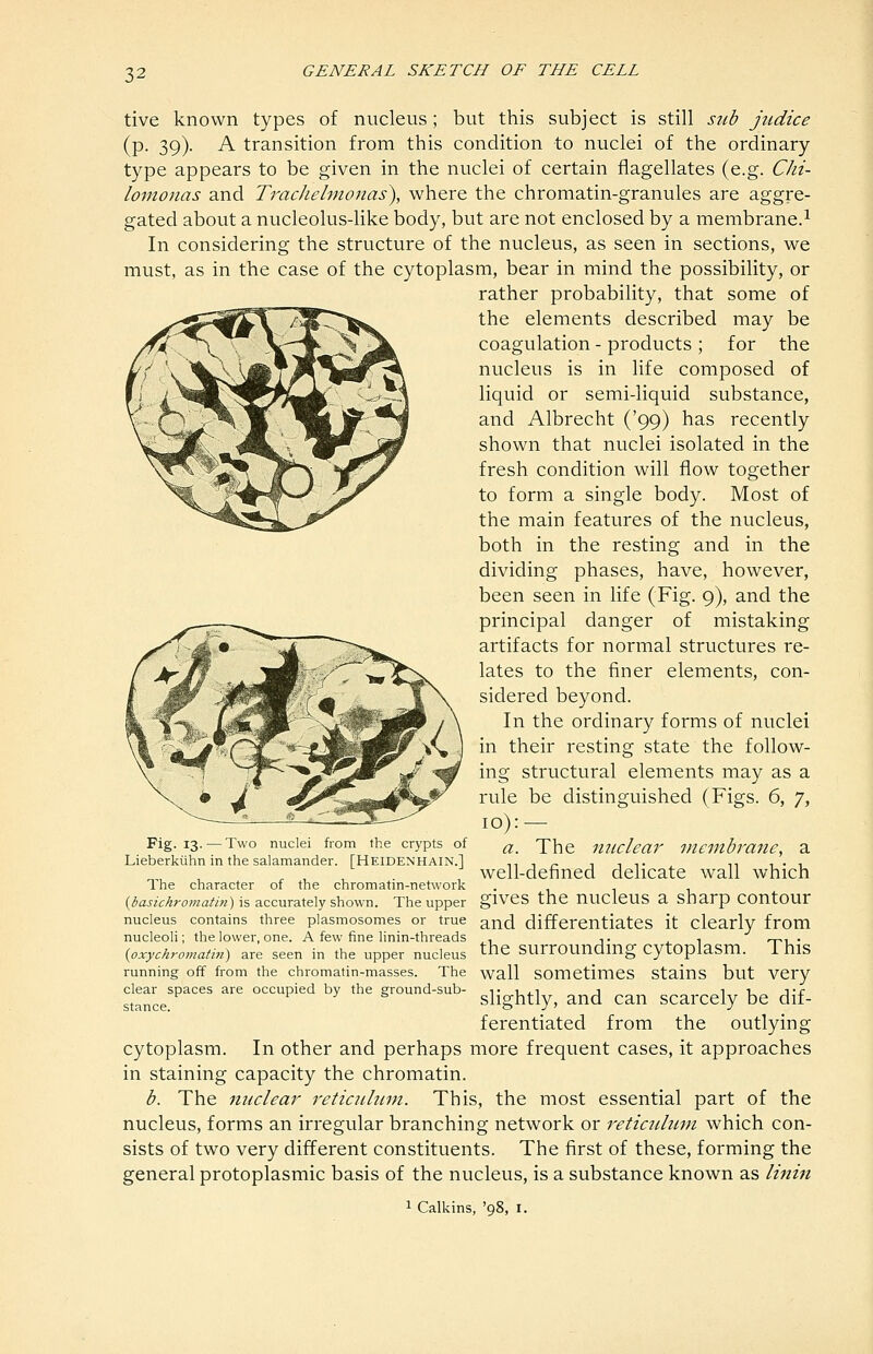tive known types of nucleus; but this subject is still stib jndice (p. 39). A transition from this condition to nuclei of the ordinary- type appears to be given in the nuclei of certain flagellates (e.g. Chi- lonionas and T7'achelnionas\ where the chromatin-granules are aggre- gated about a nucleolus-like body, but are not enclosed by a membrane.^ In considering the structure of the nucleus, as seen in sections, we must, as in the case of the cytoplasm, bear in mind the possibility, or rather probability, that some of the elements described may be coagulation - products ; for the nucleus is in life composed of liquid or semi-liquid substance, and Albrecht ('99) has recently shown that nuclei isolated in the fresh condition will flow together to form a single body. Most of the main features of the nucleus, both in the resting and in the dividing phases, have, however, been seen in life (Fig. 9), and the principal danger of mistaking artifacts for normal structures re- lates to the finer elements, con- sidered beyond. In the ordinary forms of nuclei in their resting state the follow- ing structural elements may as a rule be distinguished (Figs. 6, 7, 10):- Fig. 13. —Two nuclei from the crypts of ^ jhe uuclear membrane, a Lieberkiihn in the salamander. [HEIDENHAIN.I ,, , _ , , ,. ^^ i • i well-denned delicate wall which The character of the chromatm-network . ^ (^fl«cAro/«a^^>) is accurately shown. The upper glVCS the UUClCUS a sharp COUtOUr nucleus contains three piasmosomes or true and differentiates it clearly from nucleoli; the lower, one. A few fine linin-threads , •■. , TV,' {oxychromatin) are seen in the upper nucleus ^hC SUrrOUndmg CytOplasm. 1 UlS running off from the chromatin-masses. The wall SOmCtimCS StainS but VCry clear spaces are occupied by the ground-sub- t -Ui-i j i t, j-c -gj,^j^j,g ^ p J' b slightly, and can scarcely be dif- ferentiated from the outlying cytoplasm. In other and perhaps more frequent cases, it approaches in staining capacity the chromatin. b. The nuclear reticulum. This, the most essential part of the nucleus, forms an irregular branching network or reticulum which con- sists of two very different constituents. The first of these, forming the general protoplasmic basis of the nucleus, is a substance known as linin 1 Calkins, '98, I.