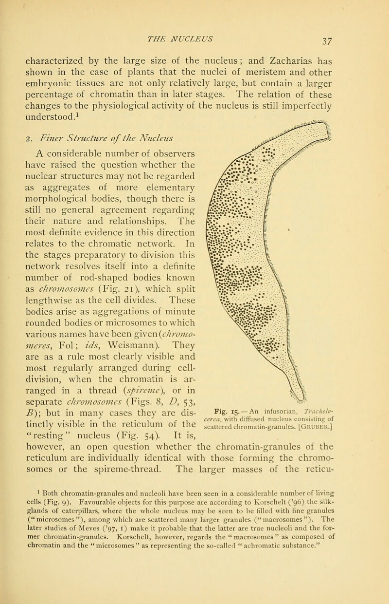 characterized by the large size of the nucleus; and Zacharias has shown in the case of plants that the nuclei of meristem and other embryonic tissues are not only relatively large, but contain a larger percentage of chromatin than in later stages. The relation of these changes to the physiological activity of the nucleus is still imperfectly understood.^ 2. Finer Structure of the Nucleus A considerable number of observers have raised the question whether the nuclear structures may not be regarded as aggregates of more elementary morphological bodies, though there is still no general agreement regarding their nature and relationships. The most definite evidence in this direction relates to the chromatic network. In the stages preparatory to division this network resolves itself into a definite number of rod-shaped bodies known as chromosomes (Fig. 21), which split lengthwise as the cell divides. These bodies arise as aggregations of minute rounded bodies or microsomes to which various names have been given(r//;v;w^- meres, Fol; ids, Weismann). They are as a rule most clearly visible and most regularly arranged during cell- division, when the chromatin is ar- ranged in a thread {spireme), or in separate chromosovies (Figs. 8, D, 53, B); but in many cases they are dis- tinctly visible in the reticulum of the resting nucleus (Fig. 54). It is, however, an open question whether the chromatin-granules of the reticulum are individually identical with those forming the chromo- somes or the spireme-thread. The larger masses of the reticu- Fig. 15. — An infusorian, Trachelo- cerca, with diffused nucleus consisting of scattered chromatin-granules. [Gruber.] ^ Both chromatin-granules and nucleoli have been seen in a considerable number of living cells (Fig. 9). Favourable objects for this purpose are according to Korschelt ('96) the sillc- glands of caterpillars, where the whole nucleus may be seen to be tilled with fine granules (microsomes), among which are scattered many larger granules ( macrosomes''). The later studies of Meves ('97, l) make it probable that the latter are true nucleoli and the for- mer chromatin-granules. Korschelt, however, regards the  macrosomes  as composed of chromatin and the  microsomes  as representing the so-called  achromatic substance.