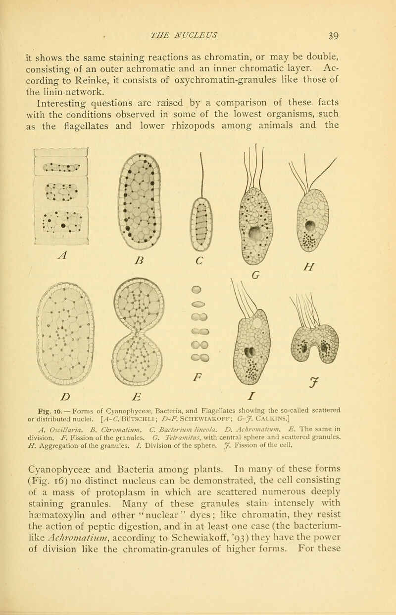 it shows the same staining reactions as chromatin, or may be double, consisting of an outer achromatic and an inner chromatic layer. Ac- cording to Reinke, it consists of oxychromatin-granules like those of the linin-network. Interesting questions are raised by a comparison of these facts with the conditions observed in some of the lowest organisms, such as the flagellates and lower rhizopods among animals and the D E Fig. i6.— Forms of CyanopliyceEe, Bacteria, and Flagellates showing the so-called scattered or distributed nuclei. [^-C BuTSCHLl; Z)-/^. SCHEWIAKOFF; G-J. Calkins.] A. Oscillaria. B. Chromatium. C. Bacterium Uneola. D. Achroinafium. E. The same in division. F. Fission of the granules. G. Tcframitus, with central sphere and scattered granules. H. Aggregation of the granules. /. Division of the sphere, y. Fission of the cell. Cyanophyceae and Bacteria among plants. In many of these forms (Fig. 16) no distinct nucleus can be demonstrated, the cell consisting of a mass of protoplasm in which are scattered numerous deeply staining granules. Many of these granules stain intensely with hjematoxylin and other nuclear dyes; like chromatin, they resist the action of peptic digestion, and in at least one case (the bacterium- like Achroviatium, according to Schewiakoff, '93) they have the power of division like the chromatin-crranules of higher forms. For these