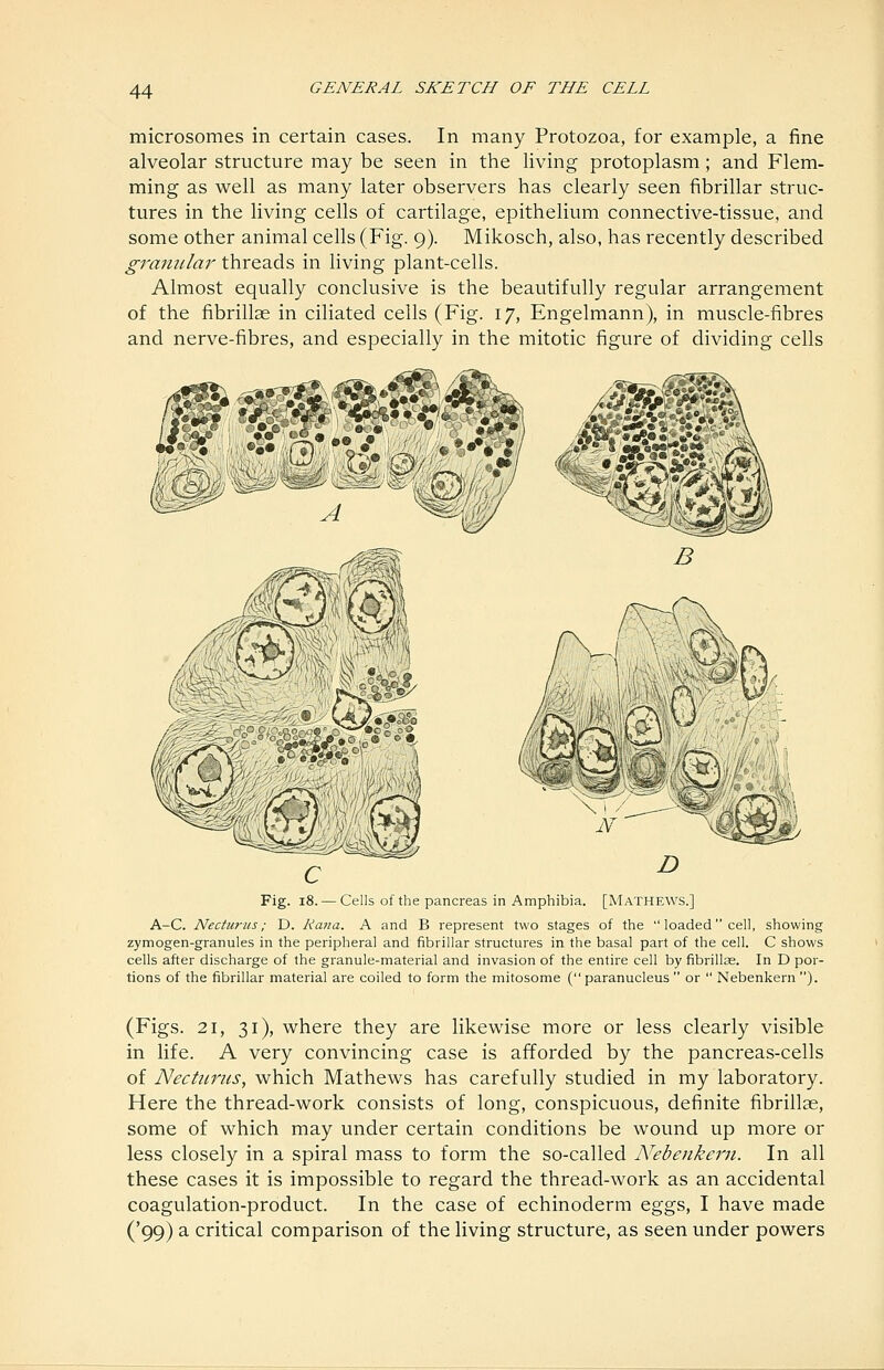 microsomes in certain cases. In many Protozoa, for example, a fine alveolar structure may be seen in the living protoplasm; and Flem- ming as well as many later observers has clearly seen fibrillar struc- tures in the living cells of cartilage, epithelium connective-tissue, and some other animal cells (Fig. 9). Mikosch, also, has recently described granular threads in living plant-cells. Almost equally conclusive is the beautifully regular arrangement of the fibrillae in ciliated cells (Fig. 17, Engelmann), in muscle-fibres and nerve-fibres, and especially in the mitotic figure of dividing cells Fig. 18. — Cells of the pancreas in Amphibia. [MATHEWS.] A-C. Necturus; D. Rana. A and B represent two stages of the loaded cell, showing zymogen-granules in the peripheral and fibrillar structures in the basal part of the cell. C shows cells after discharge of the granule-material and invasion of the entire cell by fibrillae. In D por- tions of the fibrillar material are coiled to form the mitosome ( paranucleus  or  Nebenkern ). (Figs. 21, 31), where they are likewise more or less clearly visible in life. A very convincing case is afforded by the pancreas-cells of Necturus, which Ma,thews has carefully studied in my laboratory. Here the thread-work consists of long, conspicuous, definite fibrillae, some of which may under certain conditions be wound up more or less closely in a spiral mass to form the so-called Nebenkern. In all these cases it is impossible to regard the thread-work as an accidental coagulation-product. In the case of echinoderm eggs, I have made ('99) a critical comparison of the living structure, as seen under powers
