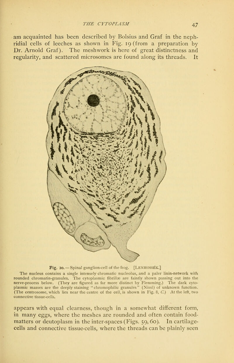am acquainted has been described by Bolsius and Graf in the neph- ridial cells of leeches as shown in Fig. 19 (from a preparation by Dr. Arnold Graf). The mesh work is here of great distinctness and regularity, and scattered microsomes are found along its threads. It Fig. 20. —Spinal ganglion-cell of the frog. [Lenhossek.] The nucleus contains a single intensely chromatic nucleolus, and a paler linin-netvvork with rounded chromatin-granules. The cytoplasmic fibrillEe are faintly shown passing out into the nerve-process below. (They are figured as far more distinct by Flemming.) The dark cyto- plasmic masses are the deeply staining  chromophilic granules (Nissl) of unknown function. (The centrosome, which lies near the centre of the cell, is shown in Fig. 8, C.) At the left, two connective tissue-cells. appears with equal clearness, though in a somewhat different form, in many eggs, where the meshes are rounded and often contain food- matters or deutoplasm in the inter-spaces (Figs. 59, 60). In cartilage- cells and connective tissue-cells, where the threads can be plainly seen