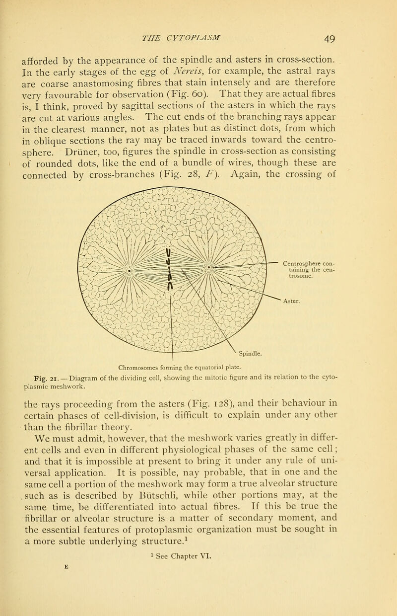 afforded by the appearance of the spindle and asters in cross-section. In the early stages of the o.^^ of Nereis, for example, the astral rays are coarse anastomosing fibres that stain intensely and are therefore very favourable for observation (Fig. 60). That they are actual fibres is, I think, proved by sagittal sections of the asters in which the rays are cut at various angles. The cut ends of the branching rays appear in the clearest manner, not as plates but as distinct dots, from which in oblique sections the ray may be traced inwards toward the centro- sphere. Driiner, too, figures the spindle in cross-section as consisting of rounded dots, like the end of a bundle of wires, though these are connected by cross-branches (Fig. 28, F). Again, the crossing of Centrosphere con- taining the cen- trosome. Aster. Spindle. Chromosomes forming the equatorial plate. Fig. 21. —Diagram of the dividing cell, showing the mitotic figure and its relation to the cjto- plasmic meshwork. the rays proceeding from the asters (Fig. 128), and their behaviour in certain phases of cell-division, is difficult to explain under any other than the fibrillar theory. We must admit, however, that the meshwork varies greatly in differ- ent cells and even in different physiological phases of the same cell; and that it is impossible at present to bring it under any rule of uni- versal application. It is possible, nay probable, that in one and the same cell a portion of the meshwork may form a true alveolar structure , such as is described by Biitschli, while other portions may, at the same time, be differentiated into actual fibres. If this be true the fibrillar or alveolar structure is a matter of secondary moment, and the essential features of protoplasmic organization must be sought in a more subtle underlying structure.^ 1 See Chapter VI.