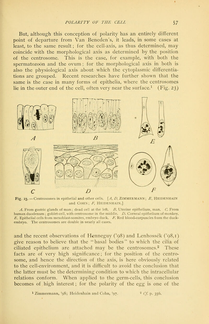 But, although this conception of polarity has an entirely different point of departure from Van Beneden's, it leads, in some cases at least, to the same result; for the cell-axis, as thus determined, may coincide with the morphological axis as determined by the position of the centrosome. This is the case, for example, with both the spermatozoon and the ovum; for the morphological axis in both is also the physiological axis about which the cytoplasmic differentia- tions are grouped. Recent researches have further shown that the same is the case in many forms of epithelia, where the centrosomes lie in the outer end of the cell, often very near the surface.^ (Fig. 23) A B C D Fig. 23. — Centrosomes in epithelial and other cells. {^A, D, ZiMMERMANN; E, HEIDENHAIN and COHN; F, HEIDENHAIN.] A. From gastric glands of man ; dead cell at the left. B. Uterine epithelium, man. C. From human duodenum ; goblet-cell, with centrosome in the middle. D. Corneal epithelium of monkey. E. Epithelial cells from mesoblast-somites, embryo duck. F. Red blood-corpuscles from the duck- embryo. The centrosomes are double in nearly all cases. and the recent observations of Henneguy ('98) and Lenhossek ('98,1) give reason to believe that the basal bodies to which the cilia of ciliated epithelium are attached may be the centrosomes.^ These facts are of very high significance ; for the position of the centro- some, and hence the direction of the axis, is here obviously related to the cell-environment, and it is difficult to avoid the conclusion that the latter must be the determining condition to which the intracellular relations conform. When applied to the germ-cells, this conclusion becomes of high interest; for the polarity of the Q.gg is one of the