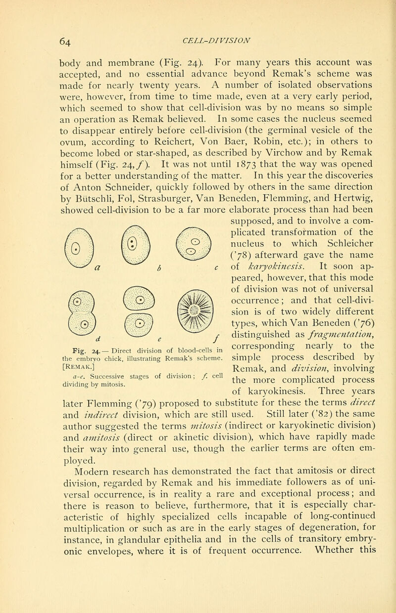 body and membrane (Fig. 24). For many years this account was accepted, and no essential advance beyond Remak's scheme was made for nearly twenty years. A number of isolated observations were, however, from time to time made, even at a very early period, which seemed to show that cell-division was by no means so simple an operation as Remak believed. In some cases the nucleus seemed to disappear entirely before cell-division (the germinal vesicle of the ovum, according to Reichert, Von Baer, Robin, etc.); in others to become lobed or star-shaped, as described by Virchow and by Remak himself (Fig. 24,/). It was not until 1873 that the way was opened for a better understanding of the matter. In this year the discoveries of Anton Schneider, quickly followed by others in the same direction by Biitschli, Fol, Strasburger, Van Beneden, Flemming, and Hertwig, showed cell-division to be a far more elaborate process than had been supposed, and to involve a com- plicated transformation of the nucleus to which Schleicher ('78) afterward gave the name of karyokinesis. It soon ap- peared, however, that this mode of division was not of universal occurrence; and that cell-divi- sion is of two widely different types, which Van Beneden i^J^) distinguished as fragmentation, corresponding nearly to the simple process described by Remak, and division, involving the more complicated process of karyokinesis. Three years later Flemming ('79) proposed to substitute for these the terms direct and indirect division, which are still used. Still later ('82) the same author suggested the terms mitosis (indirect or karyokinetic division) and amitosis (direct or akinetic division), which have rapidly made their way into general use, though the earher terms are often em- ployed. Modern research has demonstrated the fact that amitosis or direct division, regarded by Remak and his immediate followers as of uni- versal occurrence, is in reality a rare and exceptional process; and there is reason to beUeve, furthermore, that it is especially char- acteristic of highly specialized cells incapable of long-continued multiplication or such as are in the early stages of degeneration, for instance, in glandular epithelia and in the cells of transitory embry- onic envelopes, where it is of frequent occurrence. Whether this Fig. 24.— Direct division of blood-cells in the embryo chick, illustrating Remak's scheme. [Remak.] a-e. Successive stages of division; f. cell dividing by mitosis.