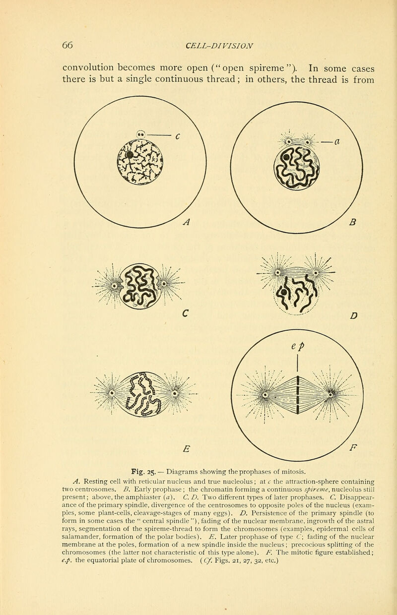 convolution becomes more open (open spireme). In some cases there is but a single continuous thread; in others, the thread is from Fig. 25. — Diagrams showing the prophases of mitosis. A. Resting cell with reticular nucleus and true nucleolus ; at c the attraction-sphere containing two centrosomes. B. Early prophase ; the chromatin forming a continuous spireme, nucleolus still present; above, the amphiaster (a). CD. Two different types of later prophases. C. Disappear- ance of the primary spindle, divergence of the centrosomes to opposite poles of the nucleus (exam- ples, some plant-cells, cleavage-stages of many eggs). D. Persistence of the primary spindle (to form in some cases the  central spindle ), fading of the nuclear membrane, ingrowth of the astral rays, segmentation of the spireme-thread to form the chromosomes (examples, epidermal cells of salamander, formation of the polar bodies). E. Later prophase of type C\ fading of the nuclear membrane at the poles, formation of a new spindle inside the nucleus; precocious splitting of the chromosomes (the latter not characteristic of this type alone). F. The mitotic figure established; £.p. the equatorial plate of chromosomes. {Cf. Figs. 21, 27, 32, etc.)