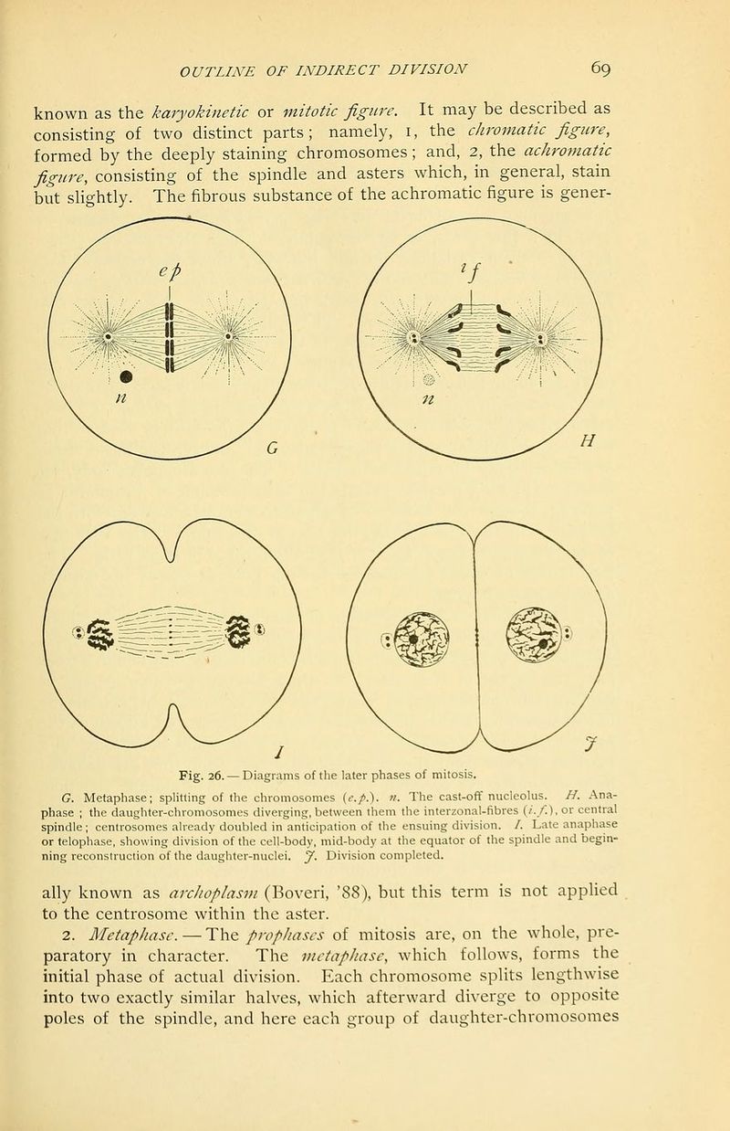 known as the karyokinetic or mitotic figure. It may be described as consisting of two distinct parts; namely, i, the chromatic figure, formed by the deeply staining chromosomes; and, 2, the achro^natic figure, consisting of the spindle and asters which, in general, stain but slightly. The fibrous substance of the achromatic figure is gener- Fig. 26.— Diagrams of the later phases of mitosis. G, Metaphase; splitting of the chromosomes (c./.). n. The cast-off nucleolus. H. Ana- phase ; the daughter-chromosomes diverging, between them the interzonal-fibres (/'./.), or central spindle ; centrosomes already doubled in anticipation of the ensuing division. /. Late anaphase or telophase, showing division of the cell-body, mid-body at the equator of the spindle and begin- ning reconstruction of the daughter-nuclei. J, Division completed. ally known as arcJioplasm (Boveri, '88), but this term is not applied to the centrosome within the aster. 2. Metaphase.—1:\\q. prophases of mitosis are, on the whole, pre- paratory in character. The metaphase, which follows, forms the initial phase of actual division. Each chromosome splits lengthwise into two exactly similar halves, which afterward diverge to opposite poles of the spindle, and here each group of daughter-chromosomes