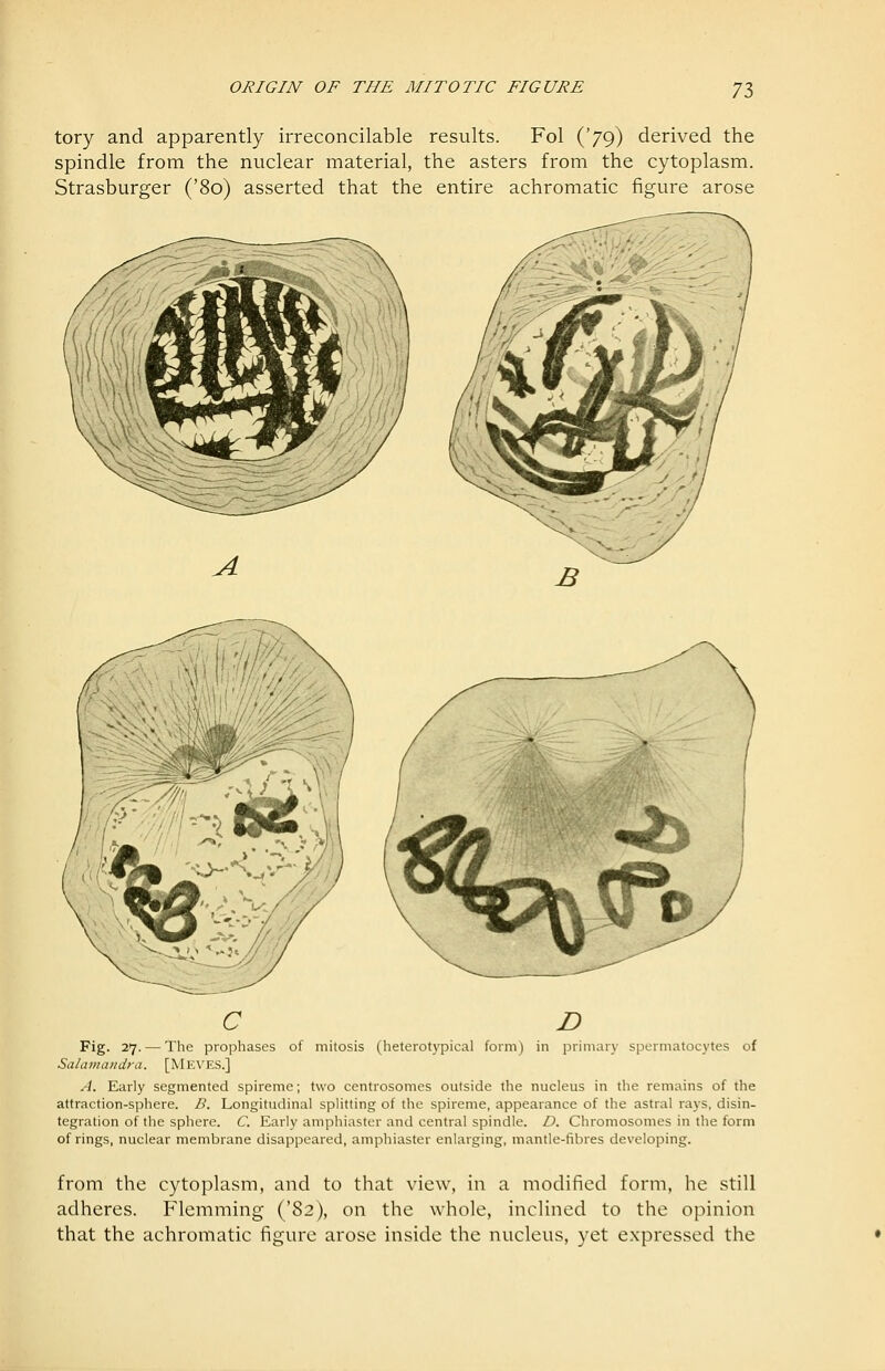 tory and apparently irreconcilable results. Fol ('79) derived the spindle from the nuclear material, the asters from the cytoplasm. Strasburger ('80) asserted that the entire achromatic figure arose C D Fig. 27. — The prophases of mitosis (heterotypical form) in primary spermatocytes of Salamaudra. [Meves.] A. Early segmented spireme; two centrosomes outside the nucleus in the remains of the attraction-sphere. D. Longitudinal splitting of the spireme, appearance of the astral rays, disin- tegration of the sphere. C. Early amphiaster and central spindle. D. Chromosomes in the form of rings, nuclear membrane disappeared, amphiaster enlarging, mantle-fibres developing. from the cytoplasm, and to that view, in a modified form, he still adheres. Flemming ('82), on the whole, inclined to the opinion that the achromatic figure arose inside the nucleus, yet expressed the