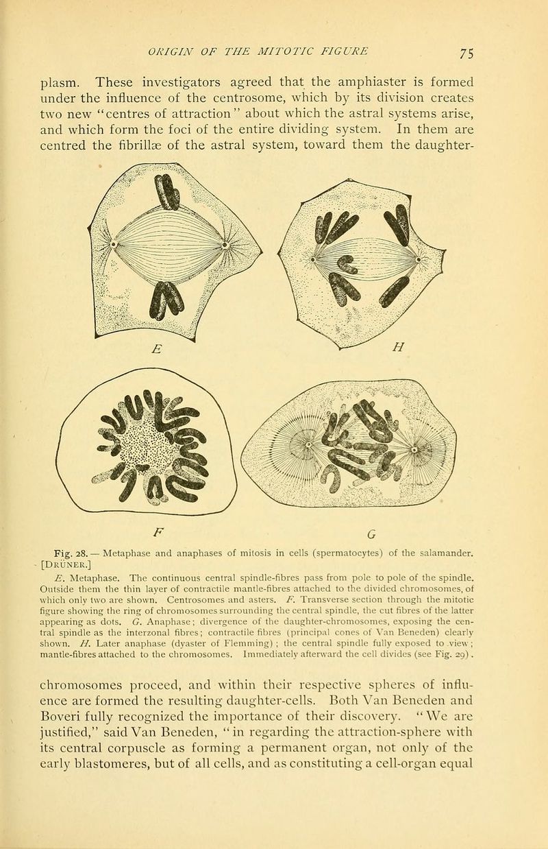 plasm. These investigators agreed that the amphiaster is formed under the influence of the centrosome, which by its division creates two new centres of attraction about which the astral systems arise, and which form the foci of the entire dividing system. In them are centred the fibrillae of the astral system, toward them the daughter- Fig. 28. — Metaphase and anaphases of mitosis in cells (spermatocytes) of tlie salamander. [Druner.] E. Metaphase. The continuous central spindle-fibres pass from pole to pole of the spindle. Outside them the thin layer of contractile mantle-fibres attached to the divided chromosomes, of which only two are shown. Centrosomes and asters. F. Transverse section through the mitotic figure showing the ring of chromosomes surrounding the central spindle, the cut fibres of the latter appearing as dots. G. Anaphase; divergence of the daughter-chromosomes, exposing the cen- tral spindle as the interzonal fibres; contractile fibres (principal cones of \'an Beneden) clearly shown. H. Later anaphase (dyaster of Flemming) ; the central spindle fully exposed to .view; mantle-fibres attached to the chromosomes. Immediately afterward the cell divides (see Fig. 29). chromosomes proceed, and within their respective spheres of influ- ence are formed the resulting daughter-cells. Both Van Beneden and Boveri fuUy recognized the importance of their discovery.  We are justified, said Van Beneden, in regarding the attraction-sphere with its central corpuscle as forming a permanent organ, not only of the early blastomeres, but of all cells, and as constituting a cell-organ equal