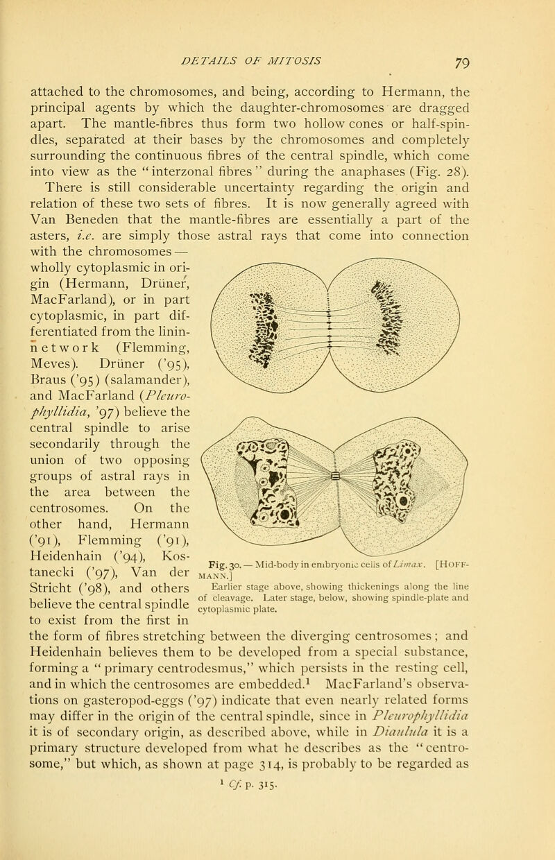 attached to the chromosomes, and being, according to Hermann, the principal agents by which the daughter-chromosomes are dragged apart. The mantle-fibres thus form two hollow cones or half-spin- dles, separated at their bases by the chromosomes and completely surrounding the continuous fibres of the central spindle, which come into view as the interzonal fibres during the anaphases (Fig. 28). There is still considerable uncertainty regarding the origin and relation of these two sets of fibres. It is now generally agreed with Van Beneden that the mantle-fibres are essentially a part of the asters, i.e. are simply those astral rays that come into connection with the chromosomes — wholly cytoplasmic in ori- gin (Hermann, Driiner, MacFarland), or in part cytoplasmic, in part dif- ferentiated from the linin- network (Flemming, Meves). Driiner ('95), Braus ('95) (salamander), and MacFarland {Pleiiro- phyllidia, '97) believe the central spindle to arise secondarily through the union of two opposing groups of astral rays in the area between the centrosomes. On the other hand, Hermann ('91), Flemming ('91), Heidenhain ('94), Kos- tanecki ('97), Van der Stricht ('98), and others believe the central spindle to exist from the first in the form of fibres stretching between the diverging centrosomes; and Heidenhain believes them to be developed from a special substance, forming a primary centrodesmus, which persists in the resting cell, and in which the centrosomes are embedded.^ MacFarland's observa- tions on gasteropod-eggs ('97) indicate that even nearly related forms may differ in the origin of the central spindle, since in Pleiirophyllidia it is of secondary origin, as described above, while in Diaulula it is a primary structure developed from what he describes as the  centro- some, but which, as shown at page 314, is probably to be regarded as ^ Cf. p. 315- Fig. 30. — Mid-bod}' in embryonic cells olLimax. [HOFF- MANN.] Earlier stage above, showing thickenings along the line of cleavage. Later stage, below, showing spindle-plate and cytoplasmic plate.