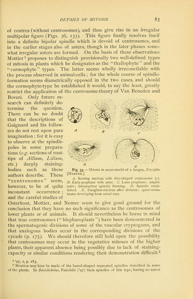 of centres (without centrosomes), and thus give rise to an irregular multipolar figure (Figs. 36, 133). This figure finally resolves itself into a definite bipolar spindle which is devoid of centrosomes, and in the earlier stages also of asters, though in the later phases some- what irregular asters are formed. On the basis of these observations Mottier ^ proposes to distinguish provisionally two well-defined types of mitosis in plants which he designates as the thallophyte  and the cormophyte types. The latter seems wholly irreconcilable with the process observed in animal-cells; for the whole course of spindle- formation seems diametrically opposed in the two cases, and should the cormophyte-type be estabhshed it would, to say the least, greatly restrict the application of the centrosome-theory of Van Beneden and Boveri. Only future re- search can definitely de- termine the question. There can be no doubt that the descriptions of Guignard and his follow- ers do not rest upon pure imagination ; for it is easy to observe at the spindle- poles in some prepara- tions {e.g. sections of root- tips of Allium, Lilium, etc.) deeply staining- bodies such as these authors describe. These centrosomes seem, however, to be of quite inconstant occurrence ; and the careful studies of Osterhout, Mottier, and Nemec seem to give good ground for the conclusion that they have no such significance as the centrosomes of lower plants or of animals. It should nevertheless be borne in mind that true centrosomes ( blepharoplasts ) have been demonstrated in the spermatogenic divisions of some of the vascular cryptogams, and that analogous bodies occur in the corresponding divisions of the cycads (p. 175). We should therefore still hold open the possibility that centrosomes may occur in the vegetative mitoses of the higher plants, their apparent absence being possibly due to lack of staining- capacity or similar conditions rendering their demonstration difficult.^ 1 '97, 2, p. 183. ^ Mention may here be made of the barrel-shaped truncated spindles described in some of the plants. In Basidiobolus, Fairchild ('97) finds spindles of this type, having no asters Fig. 33.^—Mitosis in ascus-nuclei of a fungus, Erysiphe, [Harper.] A. Resting nucleus with disc-shaped centrosome (<:). B. Early prophase with aster. C. Later prophase; amphi- aster; intranuclear spindle forming. D. Spindle estab- lished. E. Daughter-nucleus after division; spore-mem- brane developing from astral rays.