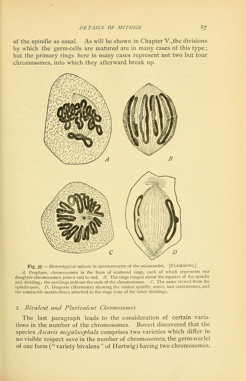 of the spindle as usual. As will be shown in Chapter V.,the divisions by which the germ-cells are matured are in many cases of this type; but the primary rings here in many cases represent not two but four chromosomes, into which they afterward break up. Fig- 37-~ Heterotypical mitosis in spermatocytes of the salamander. [Flemming.] A. Prophase, chromosomes in the form of scattered rings, each of which represents U\o daughter-chromosomes joined end to end. B. The rings ranged about the equator of the spindle and dividing; the swellings indicate the ends of the chromosomes. C. The same viewed from the spindle-pole. D. Diagram (Hermann) showing the central spindle, asters, and centrosomes, and the contractile mantle-fibres attached to the rings (one of the latter dividing). 2. Bivalent and Plurivalent Chromosomes The last paragraph leads to the consideration of certain varia- tions in the number of the chromosomes. Boveri discovered that the species Ascaris megalocephala comprises two varieties which differ in no visible respect save in the number of chromosomes, the germ-nuclei of one form ( variety bivalens  of Hertwig) having two chromosomes,