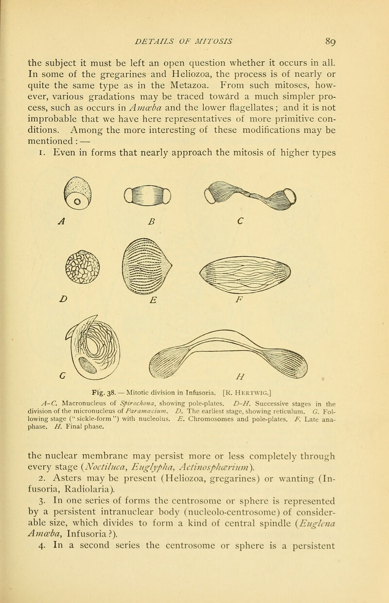 the subject it must be left an open question whether it occurs in all. In some of the gregarines and Heliozoa, the process is of nearly or quite the same type as in the Metazoa. From such mitoses, how- ever, various gradations may be traced toward a much simpler pro- cess, such as occurs in Aniceba and the lower flagellates; and it is not improbable that we have here representatives of more primitive con- ditions. Among the more interesting of these modifications may be mentioned : — I. Even in forms that nearly approach the mitosis of higher types B D Fig. 38. — Mitotic division in Infusoria. [R. Hertwig.] A-C. Macronucleus of Spirochona, sliowing pole-plates. D-H. Successive stages in the division of the micronucleus of/ta^-flWAT/ww. D. The earliest stage, showing reticulum. G. Fol- lowing stage ( sickle-form ) with nucleolus. E. Chromosomes and pole-plates. F. Late ana- phase. H. Final phase. the nuclear membrane may persist more or less completely through every stage {Noctihica, EiiglypJia, ActinospJicEriiini). 2. Asters maybe present (Hehozoa, gregarines) or wanting (In- fusoria, Radiolaria). 3. In one series of forms the centrosome or sphere is represented by a persistent intranuclear body (nucleolo-ccntrosome) of consider- able size, which divides to form a kind of central spindle {Eiig/iua Amoeba, Infusoria.?). 4. In a second series the centrosome or sphere is a persistent