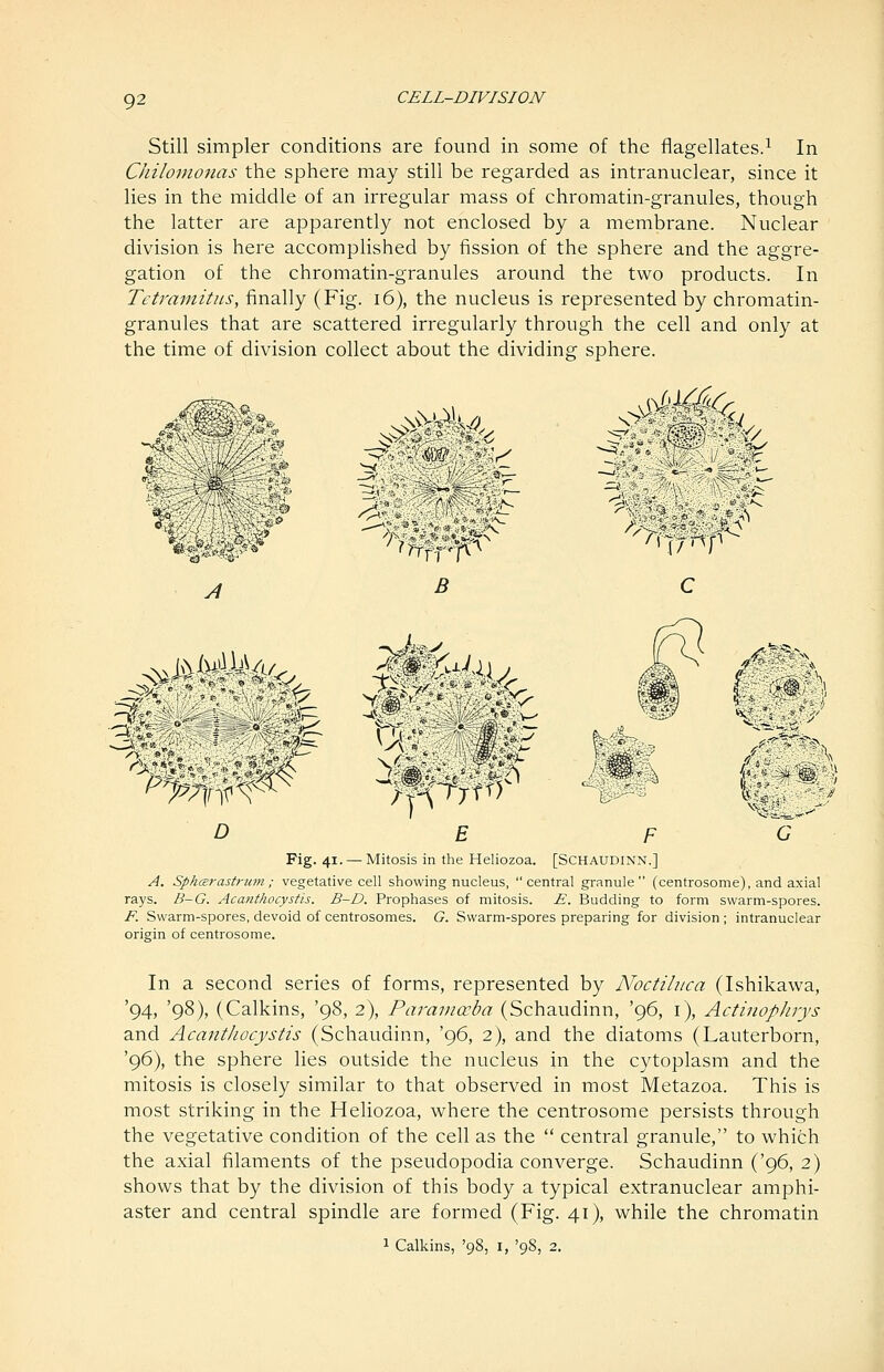 Still simpler conditions are found in some of the flagellates.^ In Chilonwnas the sphere may still be regarded as intranuclear, since it lies in the middle of an irregular mass of chromatin-granules, though the latter are apparently not enclosed by a membrane. Nuclear division is here accomplished by fission of the sphere and the aggre- gation of the chromatin-granules around the two products. In Tetramitus, finally (Fig. i6), the nucleus is represented by chromatin- granules that are scattered irregularly through the cell and only at the time of division collect about the dividing sphere. B C ..^ O E F C Fig. 41. — Mitosis in the Heliozoa. [Schaudinn.] A. Spharastriim ; vegetative cell showing nucleus, central granule (centrosome), and axial rays. B-G. Acanthocystis. B~D. Prophases of mitosis. E. Budding to form swarm-spores. F. Swarm-spores, devoid of centrosomes. G. Swarm-spores preparing for division ; intranuclear origin of centrosome. In a second series of forms, represented by Noctiliica (Ishikawa, '94, '98), (Calkins, '98, 2), Parainoeba (Schaudinn, '96, i), Actinophrys and AcantJiocystis (Schaudinn, '96, 2), and the diatoms (Lauterborn, '96), the sphere lies outside the nucleus in the cytoplasm and the mitosis is closely similar to that observed in most Metazoa. This is most striking in the Heliozoa, where the centrosome persists through the vegetative condition of the cell as the  central granule, to which the axial filaments of the pseudopodia converge. Schaudinn ('96, 2) shows that by the division of this body a typical extranuclear amphi- aster and central spindle are formed (Fig. 41), while the chromatin 1 Calkins, '98, i, '98, 2.