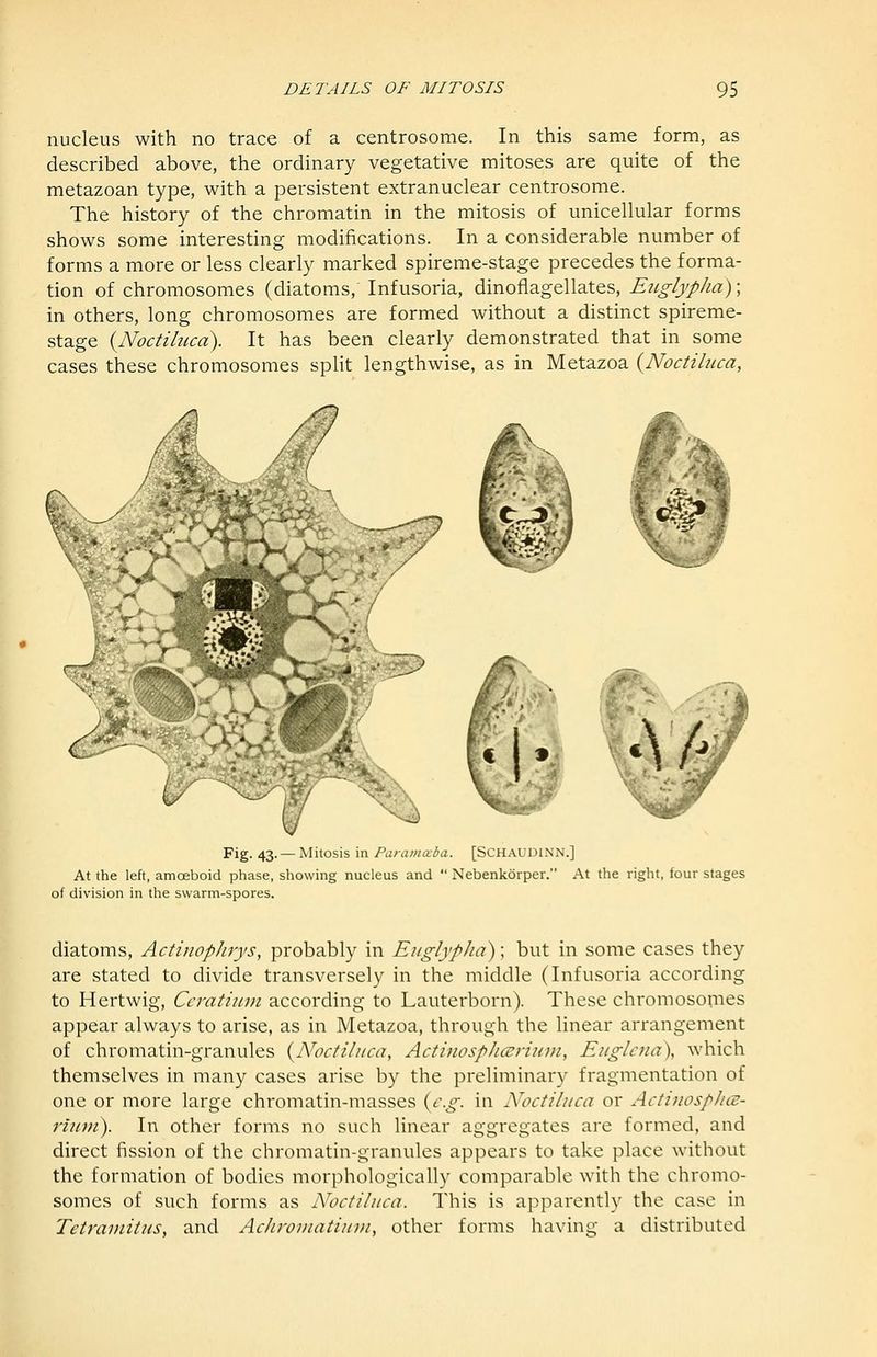 nucleus with no trace of a centrosome. In this same form, as described above, the ordinary vegetative mitoses are quite of the metazoan type, with a persistent extranuclear centrosome. The history of the chromatin in the mitosis of unicellular forms shows some interesting modifications. In a considerable number of forms a more or less clearly marked spireme-stage precedes the forma- tion of chromosomes (diatoms. Infusoria, dinoflagellates, Eiiglypha); in others, long chromosomes are formed without a distinct spireme- stage {Noctiluca). It has been clearly demonstrated that in some cases these chromosomes split lengthwise, as in Metazoa {Noctiluca, Fig. 43. —Mitosis in Paranmba. [SCHAUDINN.] At the left, amoeboid phase, showing nucleus and  Nebenkorper. At the right, four stages of division in the swarm-spores. diatoms, Actinophrys, probably in EuglypJia); but in some cases they are stated to divide transversely in the middle (Infusoria according to Hertwig, Ccratinm according to Lauterborn). These chromosomes appear always to arise, as in Metazoa, through the linear arrangement of chromatin-granules {Noctiluca, ActinospJicerium, Etiglena), which themselves in many cases arise by the preliminary fragmentation of one or more large chromatin-masses {e.g. in A\}ctiliica or ActiiiospJicz- riiint). In other forms no such linear aggregates are formed, and direct fission of the chromatin-granules appears to take place without the formation of bodies morphologically comparable with the chromo- somes of such forms as Noctiluca. This is apparently the case in Tetrainitus, and AcJiroviatiuvi, other forms having a distributed