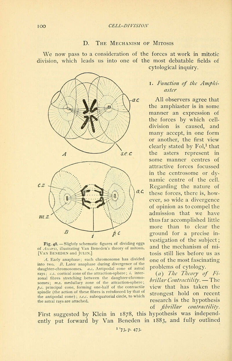 D. The Mechanism of Mitosis We now pass to a consideration of the forces at work in mitotic division, which leads us into one of the most debatable fields of cytological inquiry. I. Function of the AmpJii- aster ac a.c m.z. Fig. 48. — Slightly schematic figures of dividing eggs of Ascaris, illustrating Van Beneden's theory of mitosis. [Van Beneden and Julin.] A. Early anaphase; each chromosome has divided into two. B. Later anaphase during divergence of the daughter-chromosomes, a.c. Antipodal cone of astral rays ; c.z. cortical zone of the attraction-sphere ; i. inter- zonal fibres stretching between the daughter-chromo- somes ; m.z. medullary zone of the attraction-sphere; p.c. principal cone, forming one-half of the contractile spindle (the action of these fibres is reenforced by that of the antipodal cone) ; s.e.c. subequatorial circle, to which the astral rays are attached. All observers agree that the amphiaster is in some manner an expression of the forces by which cell- division is caused, and many accept, in one form or another, the first view clearly stated by Fol,^ that the asters represent in some manner centres of attractive forces focussed in the centrosome or dy- namic centre of the cell. Regarding the nature of these forces, there is, how- ever, so wide a divergence of opinion as to compel the admission that we have thus far accomplished little more than to clear the ground for a precise in- vestigation of the subject; and the mechanism of mi- tosis still lies before us as one of the most fascinating problems of cytology. {a) The TJieory of Fi- brillar Contractility. — The view that has taken the strongest hold on recent research is the hypothesis First ently put suggested of fibrillar contractility. by Klein in 1878, this hypothesis was independ- forward by Van Beneden in 1883, and fully outlined ^ '73. P- 473.