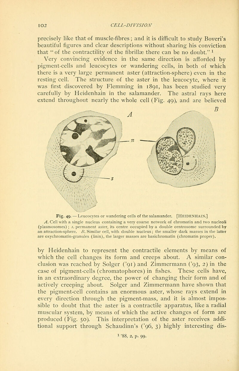 precisely like that of muscle-fibres; and it is difficult to study Boveri's beautiful figures and clear descriptions without sharing his conviction that of the contractility of the fibrillae there can be no doubt. ^ Very convincing evidence in the same direction is afforded by pigment-cells and leucocytes or wandering cells, in both of which there is a very large permanent aster (attraction-sphere) even in the resting cell. The structure of the aster in the leucocyte, where it was first discovered by Flemming in 1891, has been studied very carefully by Heidenhain in the salamander. The astral rays here extend throughout nearly the whole cell (Fig. 49), and are believed B A Fig. 49. — Leucocytes or wandering cells of the salamander. [HEIDENHAIN.] A. Cell with a single nucleus containing a very coarse network of chromatin and two nucleoli (plasmosomes) ; J. permanent aster, its centre occupied by a double centrosome surrounded by an attraction-sphere. B. Similar cell, with double nucleus ; the smaller dark masses in the latter are oxychromatin-granules (linin), the larger masses are basichromatin (chromatin proper). by Heidenhain to represent the contractile elements by means of which the cell changes its form and creeps about. A similar con- clusion was reached by Solger ('91) and Zimmermann ('93, 2) in the case of pigment-cells (chromatophores) in fishes. These cells have, in an extraordinary degree, the power of changing their form and of actively creeping about. Solger and Zimmermann have shown that the pigment-cell contains an enormous aster, whose rays extend in every direction through the pigment-mass, and it is almost impos- sible to doubt that the aster is a contractile apparatus, like a radial muscular system, by means of which the active changes of form are produced (Fig. 50). This interpretation of the aster receives addi- tional support through Schaudinn's ('96, 3) highly interesting dis- 5, 2, p. 99.