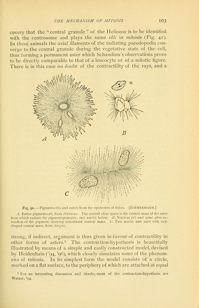 covery that the  central granule  of the Heliozoa is to be identified with the centrosome and plays the same role in mitosis (Fig. 41). In these animals the axial filaments of the radiating pseudopodia con- verge to the central granule during the vegetative state of the cell, thus forming a permanent aster which Schaudinn's observations prove to be directly comparable to that of a leucocyte or of a mitotic figure. There is in this case no doubt of the contractility of the rays, and-a yw^^ Fig. 50.— Pigment-cells and asters from the epidermis of fishes. [ZiMMERMANN.] A. Entire pigment-cell, from Blennius. The central clear space is the central mass of the aster from which radiate the pigment-granules; two nuclei below. B. Nucleus («) and aster after ex- traction of the pigment, showing reticulated central mass. C. Two nuclei and aster with rod- shaped central mass, from Sargiis. strong, if indirect, argument is thus given in favour of contractility in other forms of asters.^ The contraction-hypothesis is beautifully illustrated by means of a simple and easily constructed model, devised by Heidenhain ('94, '96), which closely simulates some of the phenom- ena of mitosis. In its simplest form the model consists of a circle, marked on a flat surface, to the periphery of which are attached at equal 1 For an interesting discussion and develo; ment of the contraction-hypothesis see Watase, '94.