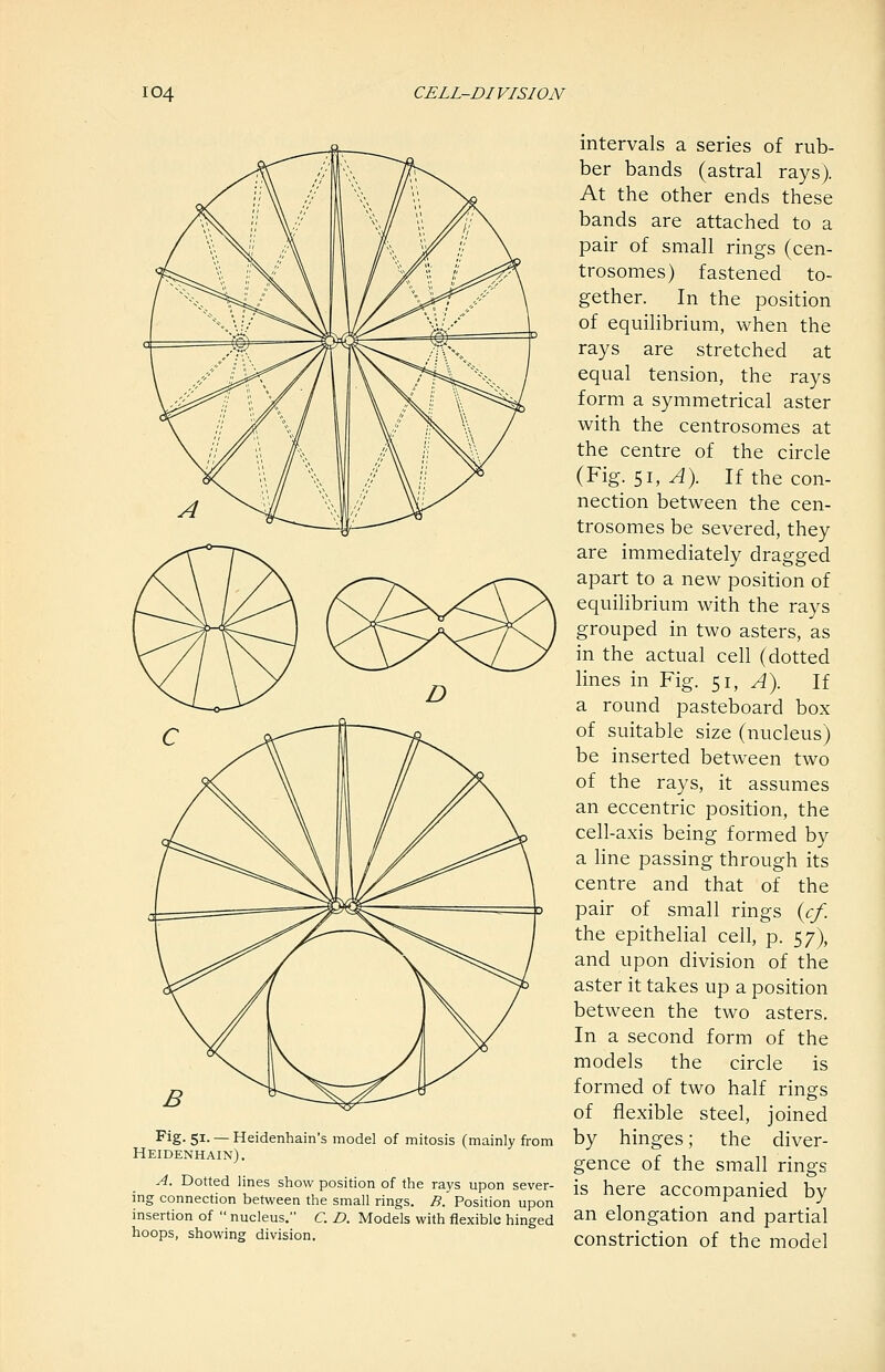 intervals a series of rub- ber bands (astral rays). At the other ends these bands are attached to a pair of small rings (cen- trosomes) fastened to- gether. In the position of equilibrium, when the rays are stretched at equal tension, the rays form a symmetrical aster with the centrosomes at the centre of the circle (Fig. 51, ^). If the con- nection between the cen- trosomes be severed, they are immediately dragged apart to a new position of equilibrium with the rays grouped in two asters, as in the actual cell (dotted lines in Fig. 51, A). If a round pasteboard box of suitable size (nucleus) be inserted between two of the rays, it assumes an eccentric position, the cell-axis being formed by a line passing through its centre and that of the pair of small rings {cf. the epithelial cell, p. 57), and upon division of the aster it takes up a position between the two asters. In a second form of the models the circle is formed of two half rings of flexible steel, joined by hinges; the diver- gence of the small rings ing connection Between the small rings. B. Position upon accompanied by insertion of  nucleus. C. D. Models with flexible hinged ^^ elongation and partial hoops, showing division. coustriction of the model ^ig- 51- — Heidenhain's model of mitosis (mainly from Heidenhain) . A. Dotted lines show position of the rays upon sever- ing connection between the small rings. B. Position upon