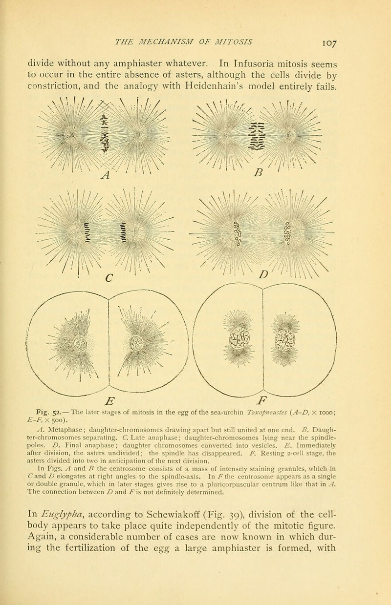 divide without any amphiaster whatever. In Infusoria mitosis seems to occur in the entire absence of asters, although the cells divide by constriction, and the analogy with Heidenhain's model entirely fails. j= ^^^fim 'ii^W ^yipwK- ^ \ t f \'^\\. ■v\; \ //7iPV^.^'/7■^lt\\ Fig. 52.— The later stages of mitosis in the egg of the sea-urchin Toxopucustes {A-D, X 1000; E-I\ X 500). A. Metaphase; daughter-chromosomes drawing apart but still united at one end. B. Daugh- ter-chromosomes separating. C. Late anaphase; daughter-chromosomes lying near the spindle- poles. D. Final anaphase; daughter chromosomes converted into vesicles. E. Immediately after division, the asters undivided; the spindle has disappeared. F. Resting 2-cell stage, the asters divided into two in anticipation of the next division. In Figs, ^l and /? the centrosome consists of a mass of intensely staining granules, which in Cand D elongates at right angles to the spindle-axis. In /^the centrosome appears as a single or double granule, which in later stages gives rise to a pluricorpuscular centrum like that in A. The connection between D and F\s not definitely determined. In EuglypJia, according to Schewiakoff (Fig. 39), division of the cell- body appears to take place quite independently of the mitotic figure. Again, a considerable number of cases are now known in which dur- ing the fertilization of the Q%g a large amphiaster is formed, with