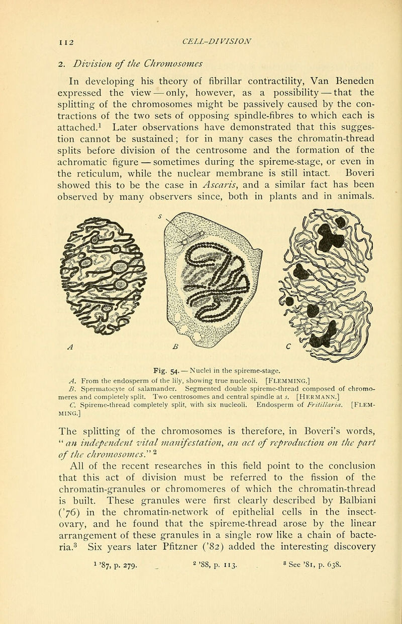 2. Division of the Chromosomes In developing his theory of fibrillar contractility, Van Beneden expressed the view — only, however, as a possibility — that the splitting of the chromosomes might be passively caused by the con- tractions of the two sets of opposing spindle-fibres to which each is attached.^ Later observations have demonstrated that this sugges- tion cannot be sustained; for in many cases the chromatin-thread splits before division of the centrosome and the formation of the achromatic figure — sometimes during the spireme-stage, or even in the reticulum, while the nuclear membrane is still intact. Boveri showed this to be the case in Ascaris, and a similar fact has been observed by many observers since, both in plants and in animals. Fig. 54. — Nuclei in the spireme-stage. A. From the endosperm of the lily, showing true nucleoli. [Flemming.] B. Spermatocyte of salamander. Segmented double spireme-thread composed of chromo- meres and completely split. Two centrosomes and central spindle at s. [Hermann.] C. Spireme-thread completely split, with six nucleoli. Endosperm of Fritillarla. [FLEM- MING.] The splitting of the chromosomes is therefore, in Boveri's words, '■^ an independent vital manifestation, an act of 7'eprodnction on the part of the chromosomesy^ All of the recent researches in this field point to the conclusion that this act of division must be referred to the fission of the chromatin-granules or chromomeres of which the chromatin-thread is built. These granules were first clearly described by Balbiani i^'J^^ in the chromatin-network of epithelial cells in the insect- ovary, and he found that the spireme-thread arose by the linear arrangement of these granules in a single row like a chain of bacte- ria.^ Six years later Pfitzner ('82) added the interesting discovery