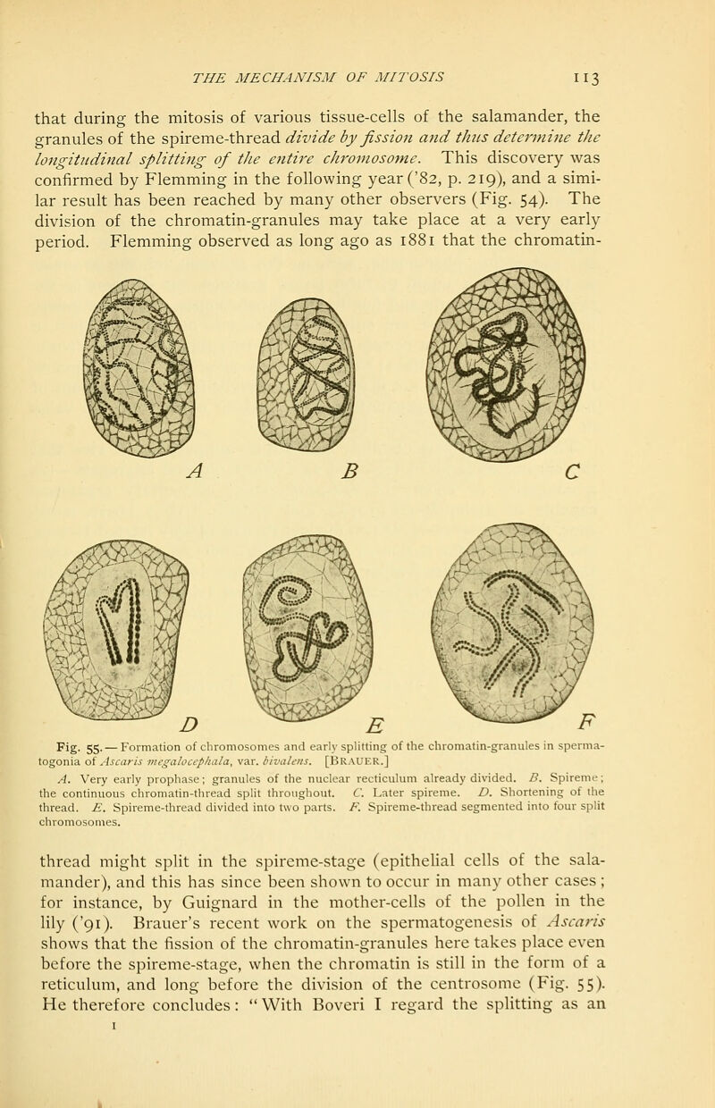 that during the mitosis of various tissue-cells of the salamander, the granules of the spireme-thread divide by fission and thus determine the longitudinal splitting of tJie etitij'e chromosome. This discovery was confirmed by Flemming in the following year ('82, p. 219), and a simi- lar result has been reached by many other observers (Fig. 54). The division of the chromatin-granules may take place at a very early period. Flemming observed as long ago as 1881 that the chromatin- Fig. 55. — Formation of chromosomes and early splitting of the chromatin-graniiies in sperma- togonia oi Ascarls mcgalocephala, var. bivaleiis. [Brauer.] A. Very early prophase; granules of the nuclear recticulum already divided. D. Spireme; the continuous chromatin-thread split throughout. C. Later spireme. D. Shortening of the thread. E. Spireme-thread divided into two parts. F. Spireme-thread segmented into four split chromosomes. thread might split in the spireme-stage (epithelial cells of the sala- mander), and this has since been shown to occur in many other cases ; for instance, by Guignard in the mother-cells of the pollen in the lily ('91). Brauer's recent work on the spermatogenesis of Ascaris shows that the fission of the chromatin-granules here takes place even before the spireme-stage, when the chromatin is still in the form of a reticulum, and long before the division of the centrosome (Fig. 55). He therefore concludes:  With Boveri I regard the splitting as an