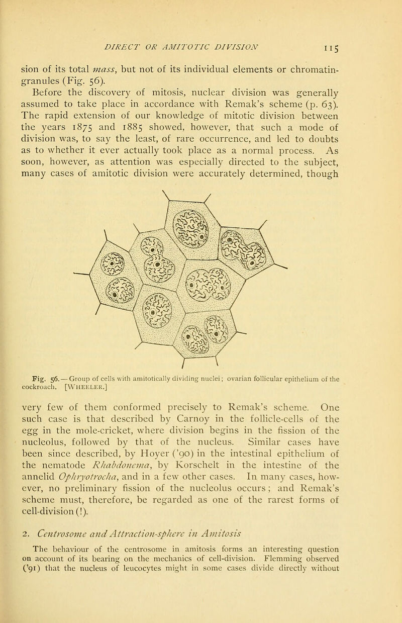 sion of its total mass, but not of its individual elements or chromatin- granules (Fig. 56). Before the discovery of mitosis, nuclear division was generally- assumed to take place in accordance with Remak's scheme (p. 63). The rapid extension of our knowledge of mitotic division between the years 1875 and 1885 showed, however, that such a mode of division was, to say the least, of rare occurrence, and led to doubts as to whether it ever actually took place as a normal process. As soon, however, as attention was especially directed to the subject, many cases of amitotic division were accurately determined, though Fig. 56.— Group of cells with amitotically dividing nuclei; ovarian follicular epithelium of the cockroach. [Wheeler.] very few of them conformed precisely to Remak's scheme. One such case is that described by Carnoy in the follicle-cells of the Qgg in the mole-cricket, where division begins in the fission of the nucleolus, followed by that of the nucleus. Similar cases have been since described, by Hoyer('90)in the intestinal epithelium of the nematode Rhabdonema, by Korschelt in the intestine of the annelid Ophryotrocha, and in a few other cases. In many cases, how- ever, no preliminary fission of the nucleolus occurs; and Remak's scheme must, therefore, be regarded as one of the rarest forms of cell-division (!). 2. Centrosomc and Attraction-spJicrc in Auiitosis The behaviour of the centrosome in aniitosis forms an interesting question on account of its bearing on the mechanics of cell-division. Flemming obser\'ed C91) that the nucleus of leucocytes might in some cases divide directly without