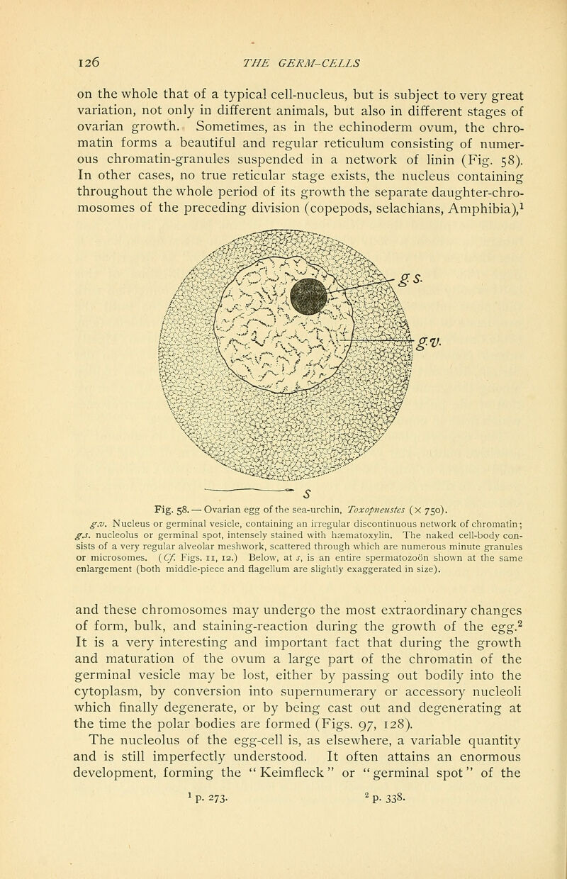 on the whole that of a typical cell-nucleus, but is subject to very great variation, not only in different animals, but also in different stages of ovarian growth. Sometimes, as in the echinoderm ovum, the chro- matin forms a beautiful and regular reticulum consisting of numer- ous chromatin-granules suspended in a network of linin (Fig. 58). In other cases, no true reticular stage exists, the nucleus containing throughout the whole period of its growth the separate daughter-chro- mosomes of the preceding division (copepods, selachians, Aniphibia),i gs. -V,..'. *-j>'-v>-r;-4^% Fig. 58.— Ovarian egg of the sea-urchin, Toxopneustes (x 750). g.v. Nucleus or germinal vesicle, containing an irregular discontinuous network of chromatin; g.s. nucleolus or germinal spot, intensely stained with hematoxylin. The naked cell-body con- sists of a very regular alveolar meshwork, scattered through which are numerous minute granules or microsomes. (C/I Figs. 11, 12.) Below, at j, is an entire spermatozoon shown at the same enlargement (both middle-piece and fiagellum are slightly exaggerated in size). and these chromosomes may undergo the most extraordinary changes of form, bulk, and staining-reaction during the growth of the ^ggP It is a very interesting and important fact that during the growth and maturation of the ovum a large part of the chromatin of the germinal vesicle may be lost, either by passing out bodily into the cytoplasm, by conversion into supernumerary or accessory nucleoli which finally degenerate, or by being cast out and degenerating at the time the polar bodies are formed (Figs. 97, 128). The nucleolus of the egg-cell is, as elsewhere, a variable quantity and is still imperfectly understood. It often attains an enormous development, forming the  Keimfleck  or  germinal spot of the 1 p. 273. 2 p. 338.