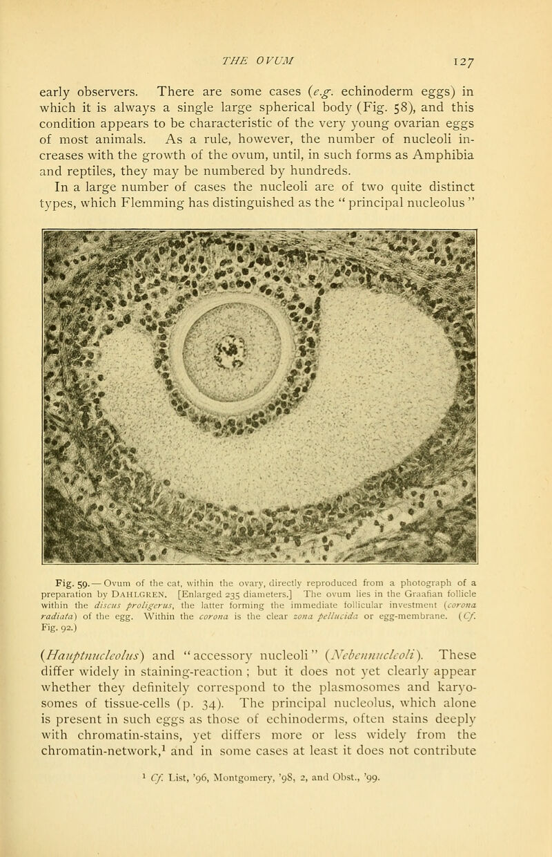 early observers. There are some cases {e.g. echinoderm eggs) in which it is always a single large spherical body (Fig. 58), and this condition appears to be characteristic of the very young ovarian eggs of most animals. As a rule, however, the number of nucleoli in- creases with the growth of the ovum, until, in such forms as Amphibia and reptiles, they may be numbered by hundreds. In a large number of cases the nucleoli are of two quite distinct types, which Flemming has distinguished as the  principal nucleolus  Fig. 59.— Ovum of the cat, within the ovary, directly reproduced from a photograph of a preparation by Dahlgren. [Enlarged 235 diameters.] The ovum lies in the Graafian follicle within the discus proligerus, the latter forming the immediate follicular investment {corona radiafa) of the egg. Within the corona is the clear zona pellucida or egg-membrane. {Cf. Fig. 92.) {Hanptmicleolus) and accessory nucleoli {Nebennuclcoli). These differ widely in staining-reaction ; but it does not yet clearly appear whether they definitely correspond to the plasmosomes and karyo- somes of tissue-cells (p. 34). The principal nucleolus, which alone is present in such eggs as those of echinoderms, often stains deeply with chromatin-stains, yet differs more or less widely from the chromatin-network,^ and in some cases at least it does not contribute 1 Cf. List, '96, Montgomery, '98, 2, and Obst., '99.