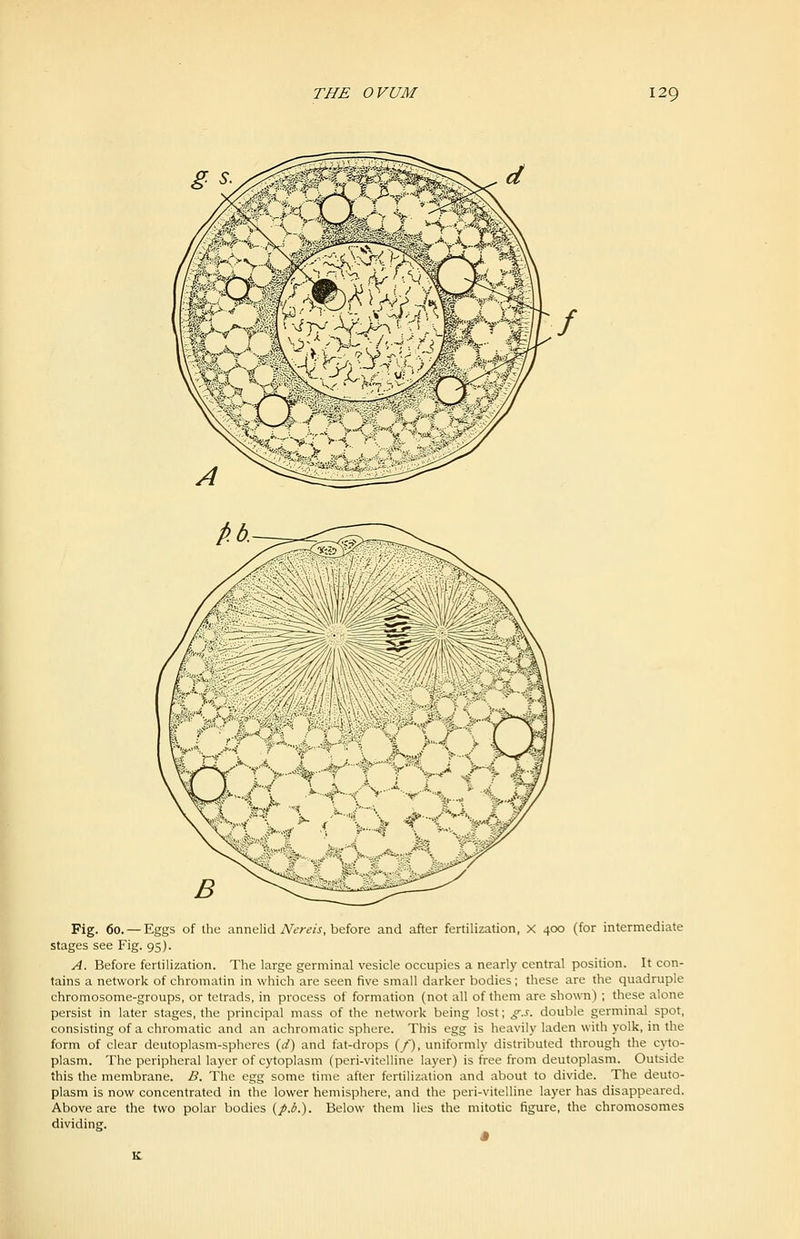 Fig. 60. —Eggs of the annelid A'tvt'w, before and after fertilization, X 400 (for intermediate stages see Fig. 95). A. Before fertilization. The large germinal vesicle occupies a nearly central position. It con- tains a network of chromatin in which are seen five small darker bodies; these are the quadruple chromosome-groups, or tetrads, in process of formation (not all of them are shown) ; these alone persist in later stages, the principal mass of the network being lost; g.s. double germinal spot, consisting of a chromatic and an achromatic sphere. This egg is heavily laden with yolk, in the form of clear deiitoplasm-spheres {d^ and fat-drops (/), uniformly distributed through the cyto- plasm. The peripheral layer of cytoplasm (peri-vitelline layer) is free from deutoplasm. Outside this the membrane. B. The egg some time after fertilization and about to divide. The deuto- plasm is now concentrated in the lower hemisphere, and the peri-vitelline layer has disappeared. Above are the two polar bodies (/.*.). Below them lies the mitotic figure, the chromosomes dividing.