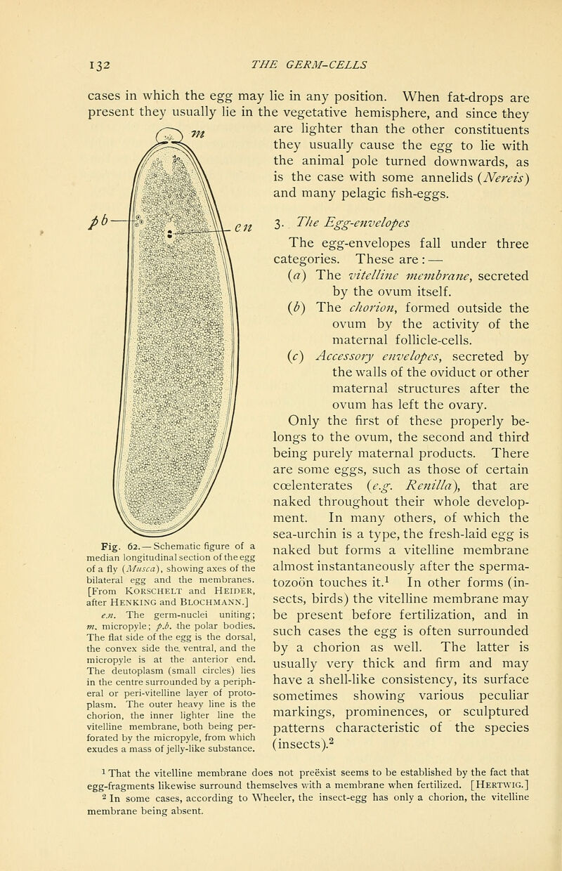 cases in which the Q,gg may lie in any position. When fat-drops are present they usually lie in the vegetative hemisphere, and since they ^^ are hghter than the other constituents they usually cause the Q,^g to lie with the animal pole turned downwards, as is the case with some annelids (^Nereis) and many pelagic fish-eggs. pb — \ en Fig. 62.— Schematic figure of a median longitudinal section of the egg of a fly {Musca), showing axes of the bilateral egg and the membranes. [From KORSCHELT and Heider, after Henking and Blochmann.] e.n. The germ-nuclei uniting; m. micropyle; p.b. the polar bodies. The flat side of the egg is the dorsal, the convex side the ventral, and the micropyle is at the anterior end. The deutoplasm (small circles) lies in the centre surrounded by a periph- eral or peri-vitelline layer of proto- plasm. The outer heavy line is the chorion, the inner lighter line the vitelline membrane, both being per- forated by the micropyle, from which exudes a mass of jelly-like substance. 3. T/ie Egg-envelopes The egg-envelopes fall under three categories. These are : —■ {a) The vitelline membrane, secreted by the ovum itself. i^b) The choi'ion, formed outside the ovum by the activity of the maternal follicle-cells. (c) Accessory envelopes, secreted by the walls of the oviduct or other maternal structures after the ovum has left the ovary. Only the first of these properly be- longs to the ovum, the second and third being purely maternal products. There are some eggs, such as those of certain coelenterates {j^-g- Renilla), that are naked throughout their whole develop- ment. In many others, of which the sea-urchin is a type, the fresh-laid Q.g^ is naked but forms a vitelline membrane almost instantaneously after the sperma- tozoon touches it.^ In other forms (in- sects, birds) the vitelline membrane may be present before fertilization, and in such cases the Q,gg is often surrounded by a chorion as well. The latter is usually very thick and firm and may have a shell-like consistency, its surface sometimes showing various peculiar markings, prominences, or sculptured patterns characteristic of the species (insects).^ 1 That the vitelline membrane does not preexist seems to be established by the fact that egg-fragments likewise surround themselves v/ith a membrane when fertilized. [Hertwig.] 2 In some cases, according to Wheeler, the insect-egg has only a chorion, the vitelline membrane being absent.