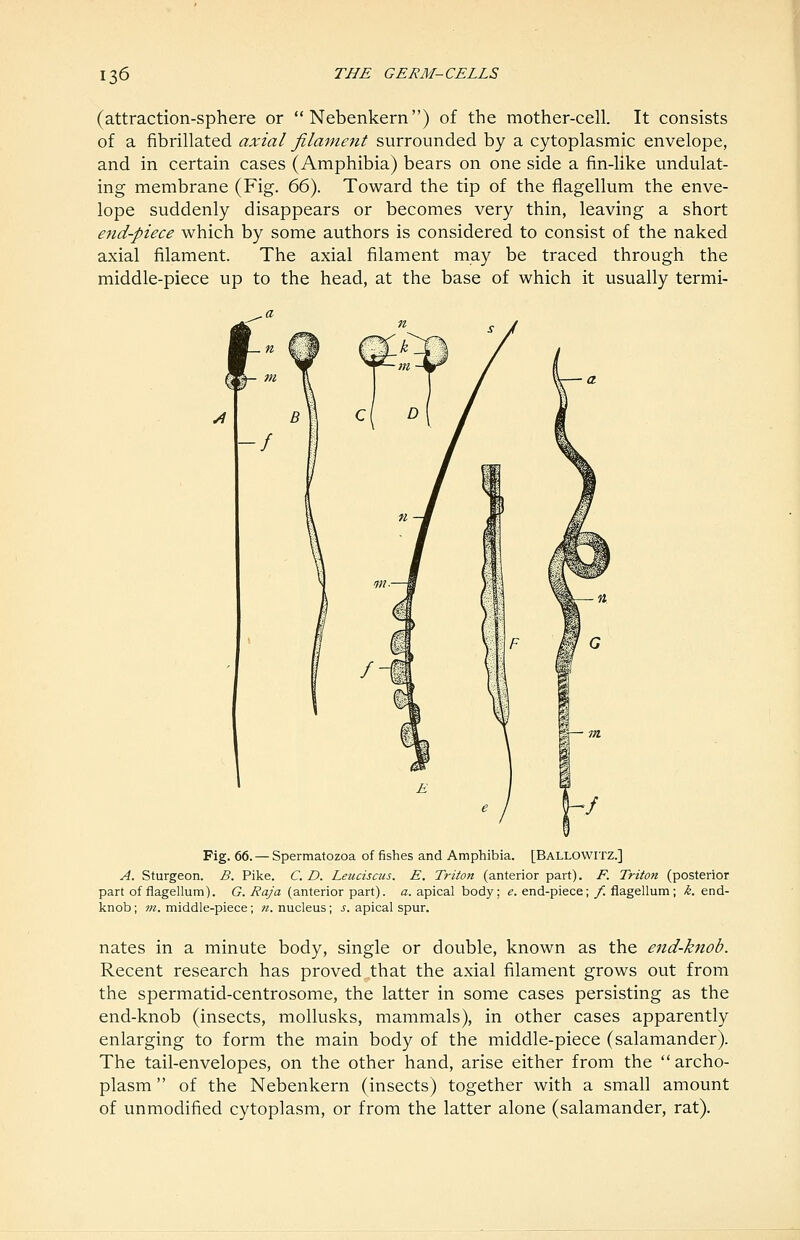 (attraction-sphere or  Nebenkern) of the mother-cell. It consists of a fibrillated axial filament surrounded by a cytoplasmic envelope, and in certain cases (Amphibia) bears on one side a fin-like undulat- ing membrane (Fig. 66^. Toward the tip of the flagellum the enve- lope suddenly disappears or becomes very thin, leaving a short end-piece which by some authors is considered to consist of the naked axial filament. The axial filament may be traced through the middle-piece up to the head, at the base of which it usually termi- Fig. 66. — Spermatozoa of fishes and Amphibia. [Ballowitz.] A. Sturgeon. B. Pike. C. D. Leuciscus. E. Triton (anterior part). F. Triton (posterior part of flagellum). G. Raja (anterior part), a. apical body; e. end-piece; f. flagellum; k. end- knob ; m. middle-piece; ». nucleus ; s. apical spur. nates in a minute body, single or double, known as the end-knob. Recent research has proved that the axial filament grows out from the spermatid-centrosome, the latter in some cases persisting as the end-knob (insects, mollusks, mammals), in other cases apparently enlarging to form the main body of the middle-piece (salamander). The tail-envelopes, on the other hand, arise either from the  archo- plasm of the Nebenkern (insects) together with a small amount of unmodified cytoplasm, or from the latter alone (salamander, rat).