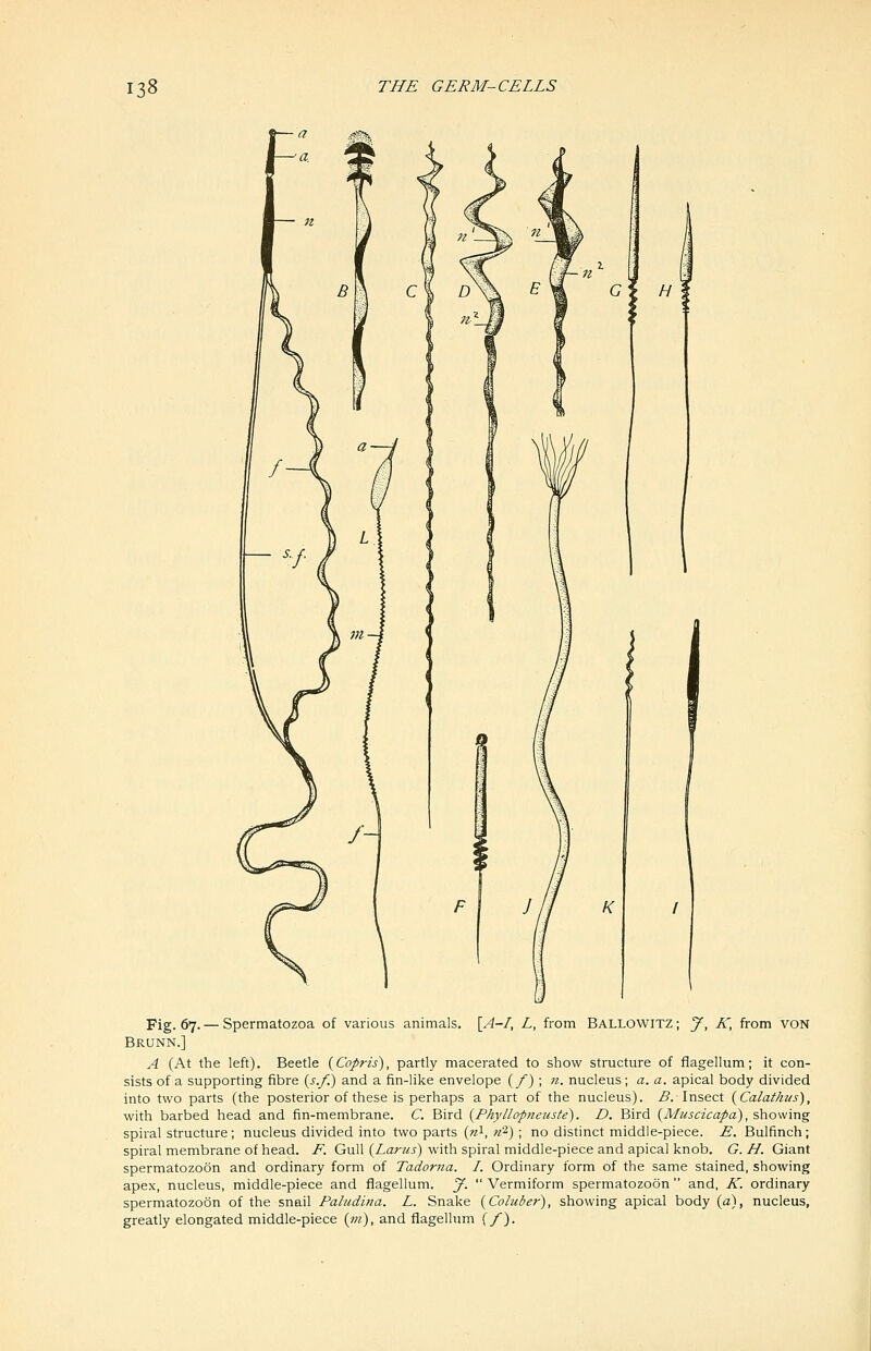 H F \ J I K Fig. 67.— Spermatozoa of various animals. \A-I, L, from Ballowitz; y, K, from voN Brunn.] A (At the left). Beetle (Copris), partly macerated to show structure of fiagellum; it con- sists of a supporting fibre {s.f.) and a fin-like envelope (/) ; n. nucleus; a. a. apical body divided into two parts (the posterior of these is perhaps a part of the nucleus). j5. Insect (^Calathns), with barbed head and fin-membrane. C. Bird {Phyllopneuste). D. Bird {Aluscicapa), showing spiral structure; nucleus divided into two parts {nX, n'^) ; no distinct middle-piece. E. Bulfinch; spiral membrane of head. F. Gull {^Larus) with spiral middle-piece and apical knob. G. H. Giant spermatozoon and ordinary form of Tadorna. /. Ordinary form of the same stained, showing apex, nucleus, middle-piece and flagellum. y.  Vermiform spermatozoon  and, IC. ordinary spermatozoon of the snail Paludina. L. Snake (Cohtder), showing apical body {a), nucleus, greatly elongated middle-piece {m), and flagellum {/).