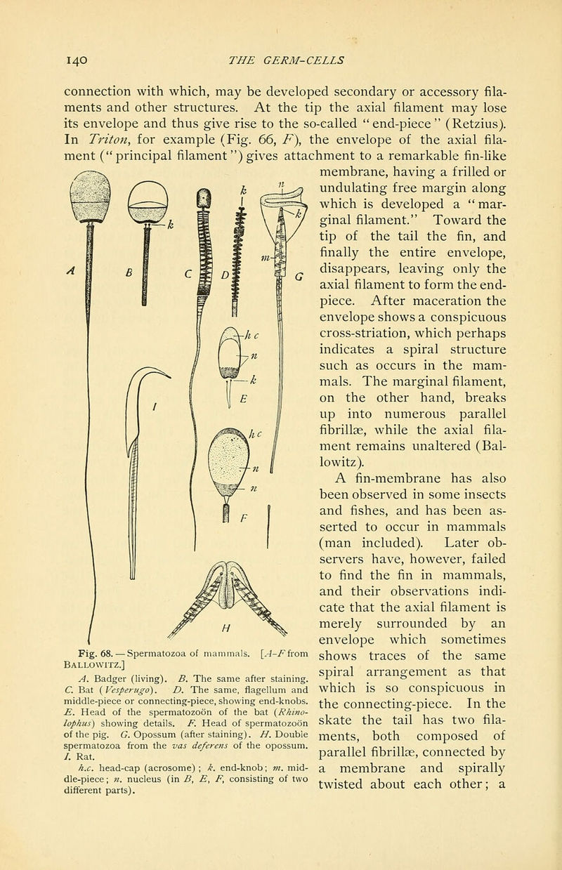 connection with which, may be developed secondary or accessory fila- ments and other structures. At the tip the axial filament may lose its envelope and thus give rise to the so-called end-piece (Retzius). In Triton, for example (Fig. 66, F), the envelope of the axial fila- ment ( principal filament ) gives attachment to a remarkable fin-like membrane, having a frilled or  - undulating free margin along which is developed a  mar- ginal filament. Toward the tip of the tail the fin, and finally the entire envelope, disappears, leaving only the axial filament to form the end- piece. After maceration the envelope shows a conspicuous cross-striation, which perhaps indicates a spiral structure such as occurs in the mam- mals. The marginal filament, on the other hand, breaks up into numerous parallel fibrillae, while the axial fila- ment remains unaltered (Bal- lowitz). A fin-membrane has also been observed in some insects and fishes, and has been as- serted to occur in mammals (man included). Later ob- servers have, however, failed to find the fin in mammals, and their observations indi- cate that the axial filament is merely surrounded by an envelope which sometimes shows traces of the same spiral arrangement as that which is so conspicuous in the connecting-piece. In the skate the tail has two fila- ments, both composed of parallel fibrillae, connected by a membrane and spirally twisted about each other; a Fig. 68. — Spermatozoa of mammals. [A-I^from Ballowitz.] j4. Badger (living). B. The same after staining. C. Bat {Vesperugo). D. The same, flagellum and middle-piece or connecting-piece, showing end-knobs. E. Head of the spermatozoon of the bat {Rkino- lophus) showing details. F. Head of spermatozoon of the pig. G. Opossum (after staining). H. Double spermatozoa from the vas deferens of the opossum. /. Rat. h.c. head-cap (acrosome) ; k. end-knob; m. mid- dle-piece ; n. nucleus (in B, E, F, consisting of two different parts).