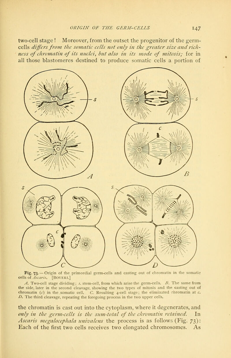 two-cell stage ! Moreover, from the outset the progenitor of the germ- cells differs fIVm the somatic cells not only in the greater size and rich- ness of chromatin of its nuclei, bnt also in its mode of mitosis; for in all those blastomeres destined to produce somatic cells a portion of ^'g-73-—Origin of the primordial germ-cells and casting out of chromatin in the somatic cells of Ascaris. [BOVERI.] A. Two-cell stage dividing; s. stem-cell, from which arise the germ-cells. B. The same from the side, later in the second cleavage, showing the two types of mitosis and the casting out of chromatin (c) in the somatic cell. C. Resulting 4-ceIl stage; the eliminated chromatin at c. D. The third cleavage, repeating the foregoing process in the two upper cells. the chromatin is cast out into the cytoplasm, where it degenerates, and only in the germ-cells is the sum-total of the chromatin retained. In Ascaris megalocepJiala univalens the process is as follow?, (Fig. y^): Each of the first two cells receives two elongated chromosomes. As