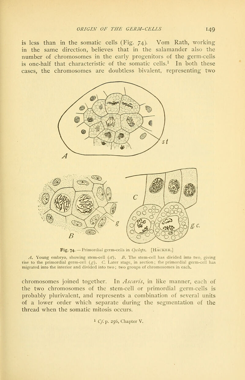 is less than in the somatic cells (Fig. 74). Vom Rath, working in the same direction, believes that in the salamander also the number of chromosomes in the early progenitors of the germ-cells is one-half that characteristic of the somatic cells.^ In both these cases, the chromosomes are doubtless bivalent, representing two Fig. 74. — Primordial germ-cells in Cyclops. [HACKER.] A. Young embryo, showing stem-cell (sf). B. The stem-cell has divided into two, giving rise to the primordial germ-cell {g). C. Later stage, in section; the primordial germ-cell has migrated into the interior and divided into two; two groups of chromosomes in each. chromosomes joined together. In Ascaris, in like manner, each of the two chromosomes of the stem-cell or primordial germ-cells is probably plurivalent, and represents a combination of several units of a lower order which separate during the segmentation of the thread when the somatic mitosis occurs. 1 C/. p. 256, Chapter V.